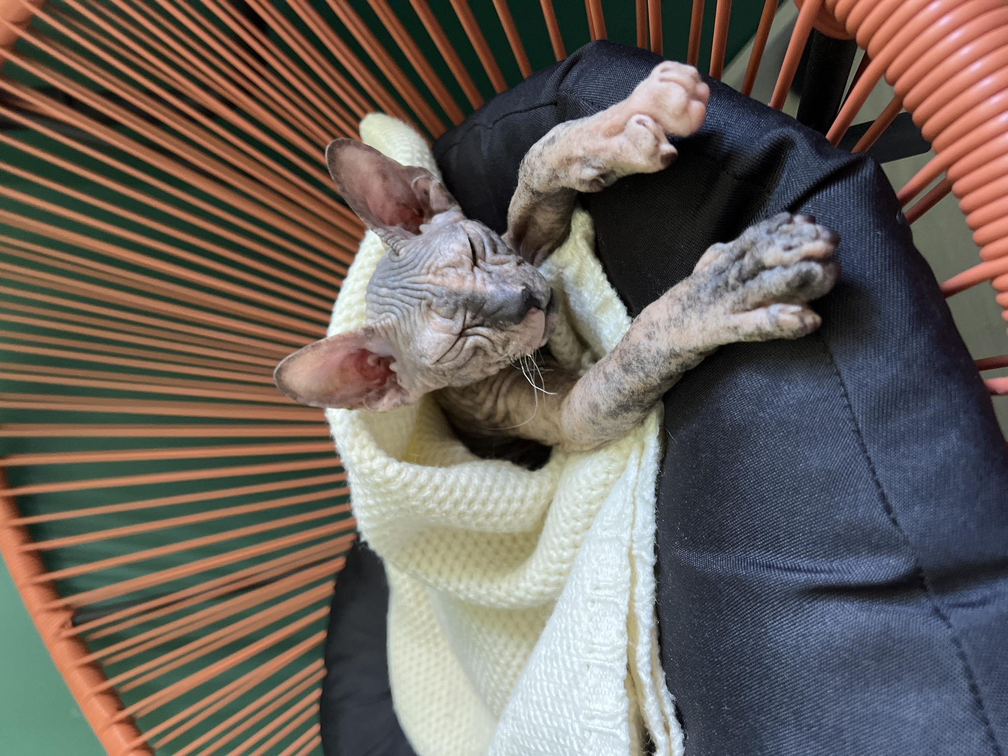 A Sphynx cat is asleep in a black pet bed that sits inside an orange-colored, woven chair. The cat is partially wrapped in a white, knitted blanket. The photo was taken indoors during the day. The city of Kazan, Russia, cannot be inferred.