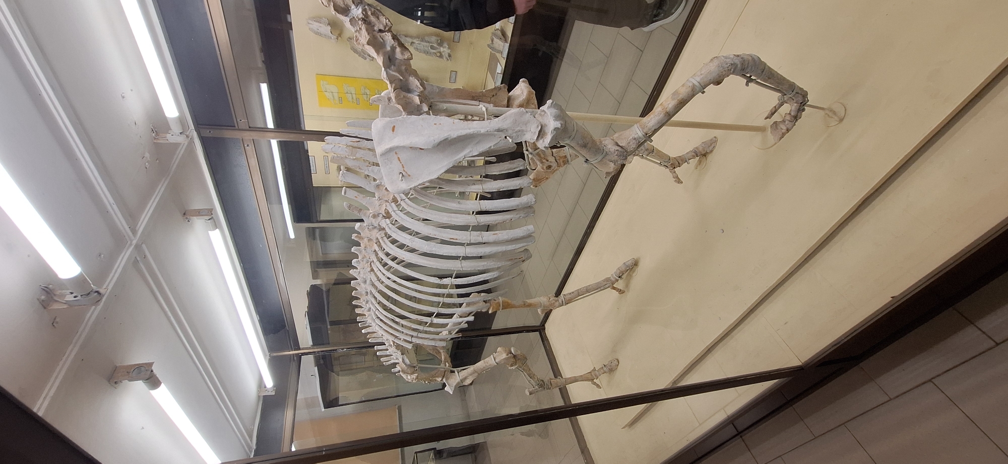 An articulated fossil skeleton of a large, light-colored mammalian herbivore is displayed within a glass case. The skeleton, primarily white and beige, exhibits visible reconstruction or reinforcement on some bones, particularly on the limbs and rib cage. The display case features a light-colored base and dark-framed edges. Overhead, a white ceiling is fitted with multiple exposed fluorescent strip lights. The floor consists of light-toned square tiles. In the background, through the glass, other exhibits are discernible, including a yellow display panel with mounted artifacts and labels bearing Cyrillic text. A human subject, partially visible on the right, wears dark attire and light-colored footwear. This scene is situated in the Palaeontological Museum, Asenovgrad, Bulgaria.