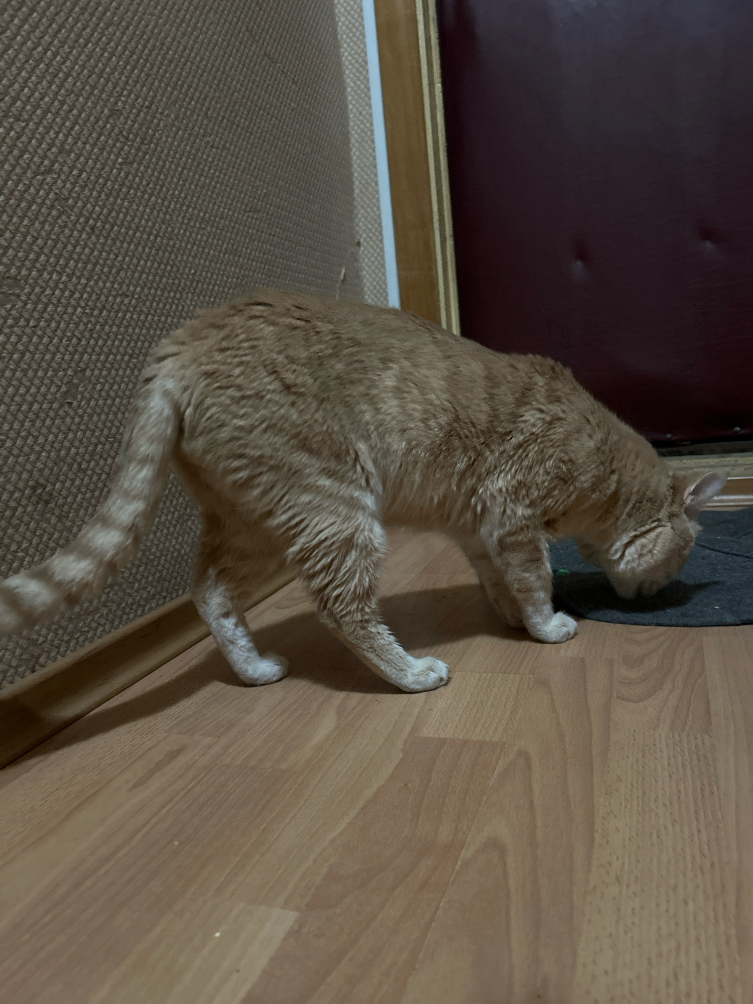 An orange tabby cat is standing on a light brown wooden floor, sniffing a dark gray mat. The cat's fur is medium length and appears slightly disheveled. Its tail is raised and striped. The background includes a textured beige wall with a horizontal baseboard and a dark red doorframe. The lighting suggests an indoor environment. No specific location in Moscow is identifiable from the image.