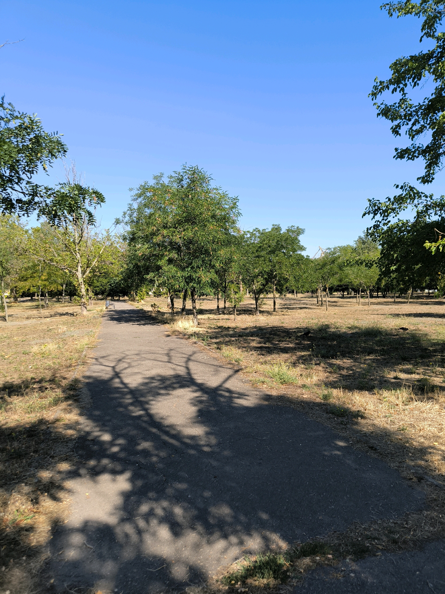 A paved pathway meanders through a park lined with trees under a clear blue sky. The ground is covered in dry grass and sparse green patches. Shadows of tree branches are cast across the pathway. In the distance, several trees are visible, with some appearing to have small fruits. A person can be seen walking on the pathway in the middle distance. The scene appears to be a public park in Mykolaiv, Ukraine, likely during the daytime given the bright sunlight and shadows. The presence of dry vegetation suggests it might be late summer or early autumn.