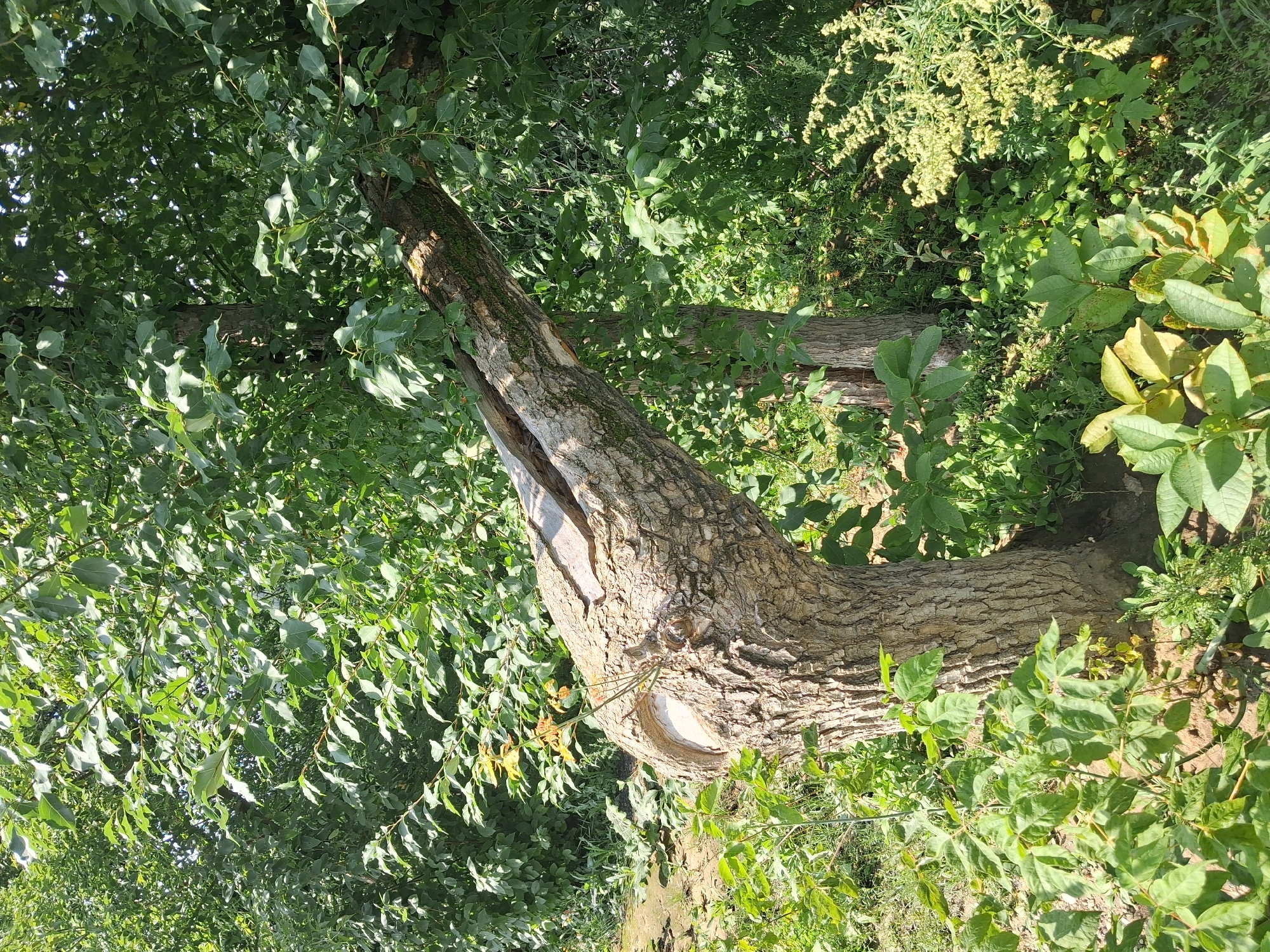 A close-up shot of a tree trunk with a split branch, possibly from damage or disease, is captured in an outdoor setting. The tree appears to be in a natural environment, surrounded by lush green foliage and vegetation. The bark of the trunk is rough and textured, with visible lines and crevices. A new sprout is growing from the trunk, near the split in the branch, indicating resilience and continued life. The sunlight filters through the leaves, creating a dappled effect on the scene. The specific location of this image is an urban park in Novosibirsk, Russia.