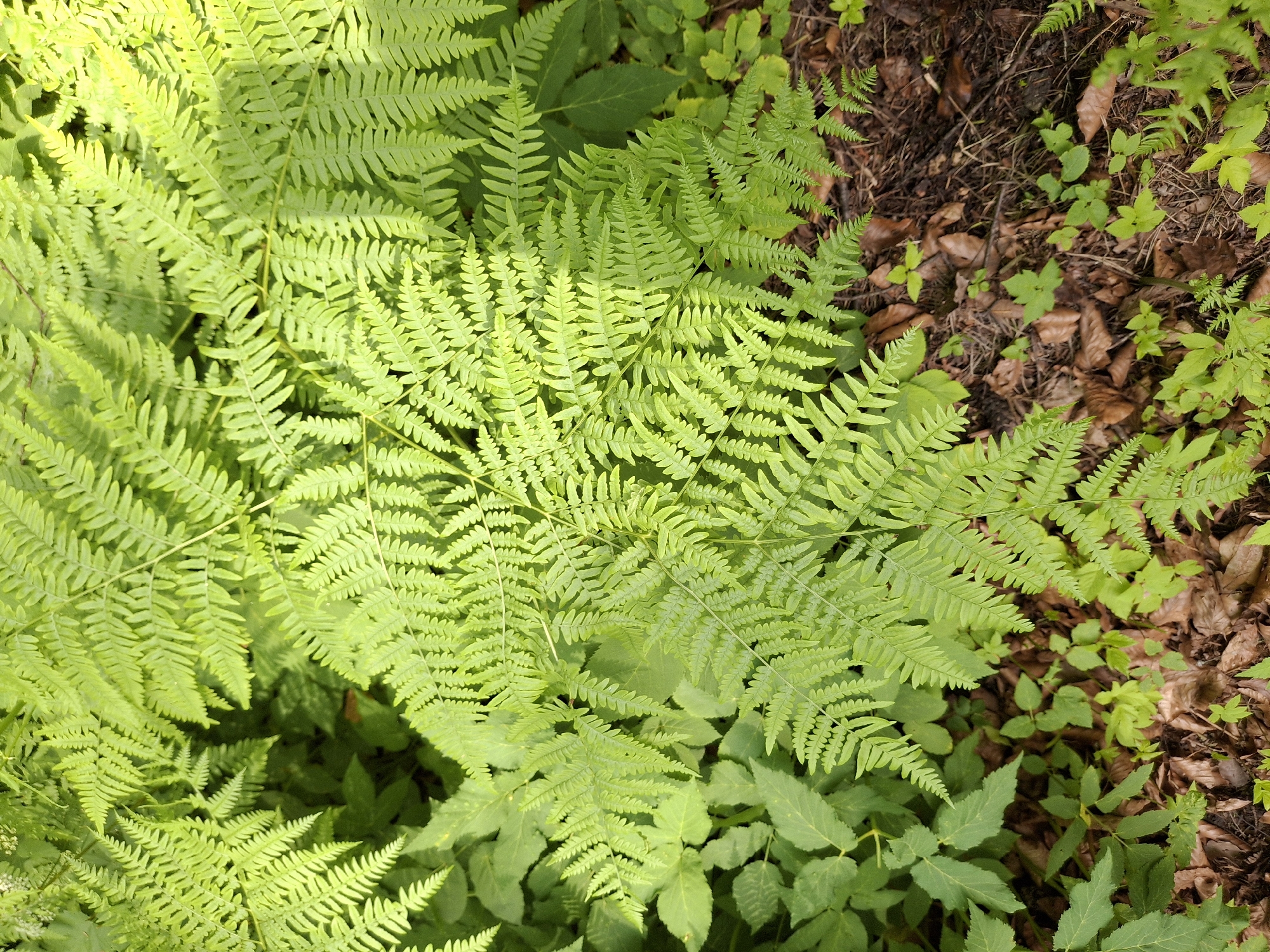 This is a top-down, eye-level shot of a lush forest floor in Ogre, Latvia. The primary subjects are vibrant green ferns, filling most of the frame with their intricate, feathery fronds. These ferns are dense and appear healthy, with some sunlight dappling through them, suggesting it is daytime. The lighting is bright but not harsh, indicating it could be a sunny or partly cloudy day.
The scene is a natural woodland setting. Interspersed with the ferns are patches of forest floor covered in dry brown leaves, twigs, and some smaller, less developed green plants. This suggests a forest environment, possibly in late spring or summer when the ferns are at their peak growth. The texture of the image is rich, with the delicate patterns of the fern leaves contrasting with the rougher textures of the leaf litter and soil.
There are no people or animals visible in the image, and no specific activity is taking place other than the passive growth and presence of the plants. The overall mood is peaceful and natural, evoking a sense of a quiet, undisturbed corner of a forest. The location cues of Ogre, Latvia, place this scene within a specific geographical context known for its forests and natural beauty. There is no visible text in the image.