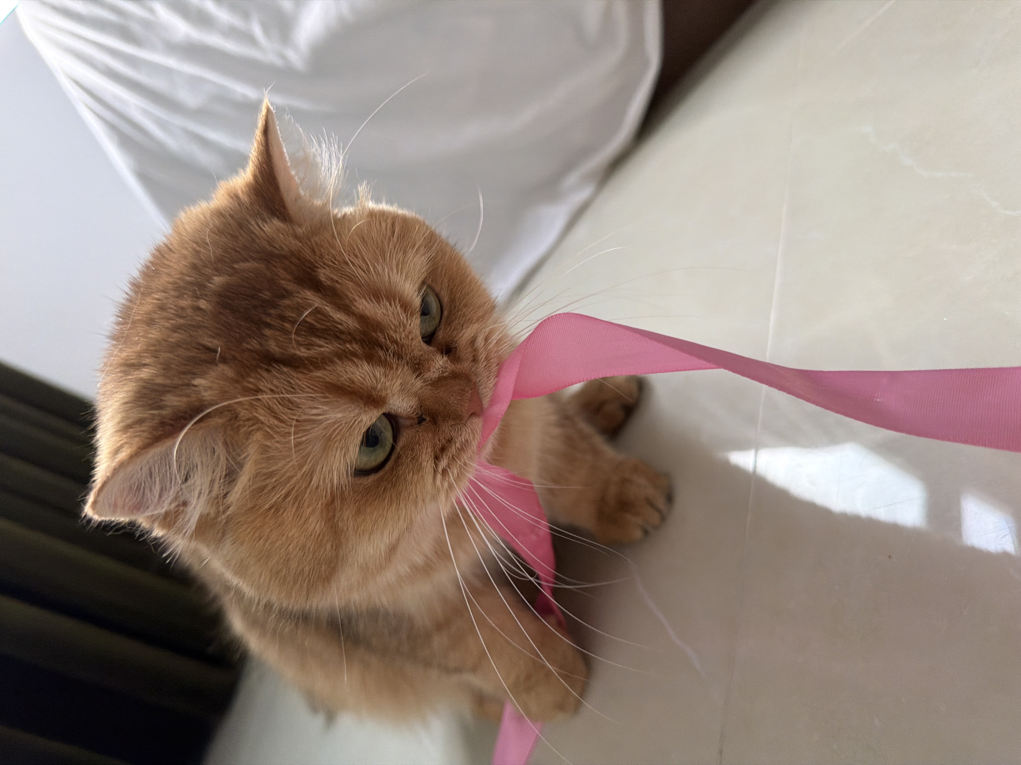 An orange tabby cat is sitting on a tiled floor, playing with a pink ribbon. The cat's head is lowered, and it is holding the ribbon in its mouth. The background is blurred, but it appears to be an indoor setting with a white sheet or curtain in the upper right corner and a dark curtain in the upper left corner. There is no indication of the location being Đà Nẵng, Vietnam.