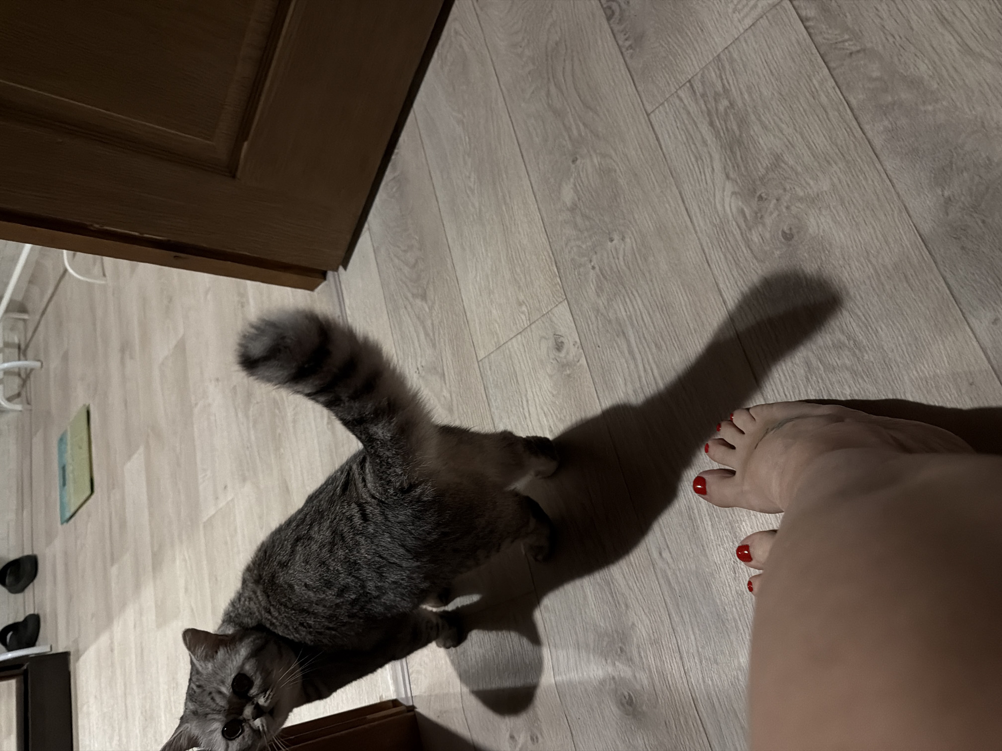 A grey tabby cat stands on a light wood-grain floor next to a door, casting a shadow toward a human foot with red nail polish. The location is inside a room and not likely the city of Chaikovsky, Russia.