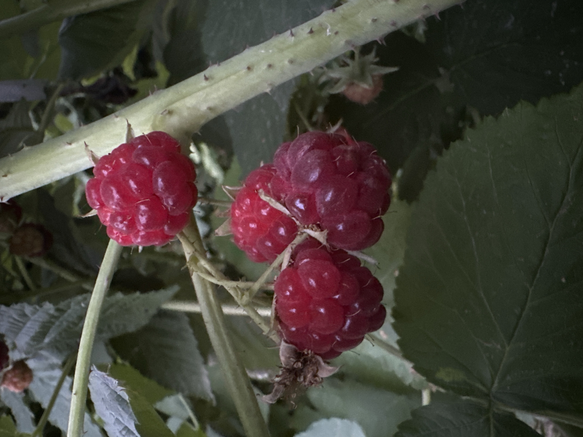 The image shows a close-up of ripe raspberries on a thorny stem. The raspberries are a deep red color and appear plump and juicy. They are clustered together on a branch, with green leaves visible in the background. The stem is thick and covered in sharp, reddish-brown thorns. The lighting suggests it is daytime, possibly in the late afternoon given the shadows. The environment appears to be a natural setting, likely an outdoor garden or wild area, not in a specific urban location. The image does not contain any people or animals.