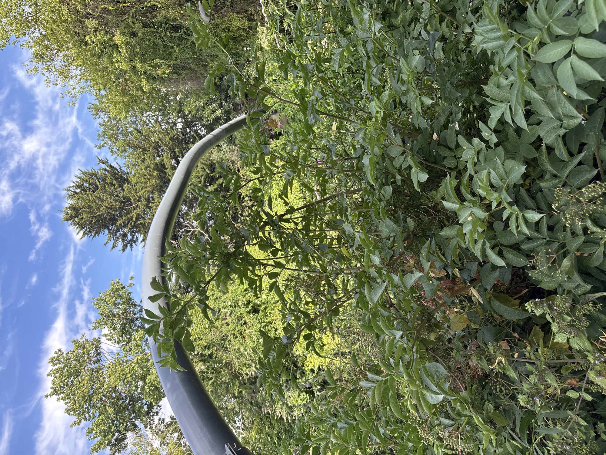 The image captures an outdoor scene with lush green foliage dominating the frame. A curved, dark gray pole cuts across the lower left portion of the image, suggesting it might be part of a structure or piece of equipment. The background is filled with dense trees and vegetation, creating a natural, park-like setting. Above the trees, a bright blue sky with wispy white clouds is visible, indicating fair weather.
The lighting suggests it is daytime, likely a sunny or partly cloudy day. The orientation of the image is unusual, as if it were taken with the camera tilted or rotated. The focus is primarily on the plants, with their leaves and branches filling most of the view. There are no people or discernible text in the image. The overall impression is one of a vibrant, overgrown natural space, perhaps a garden or park, with an unidentified artificial element. The soft lighting and the abundance of greenery evoke a sense of tranquility and nature.