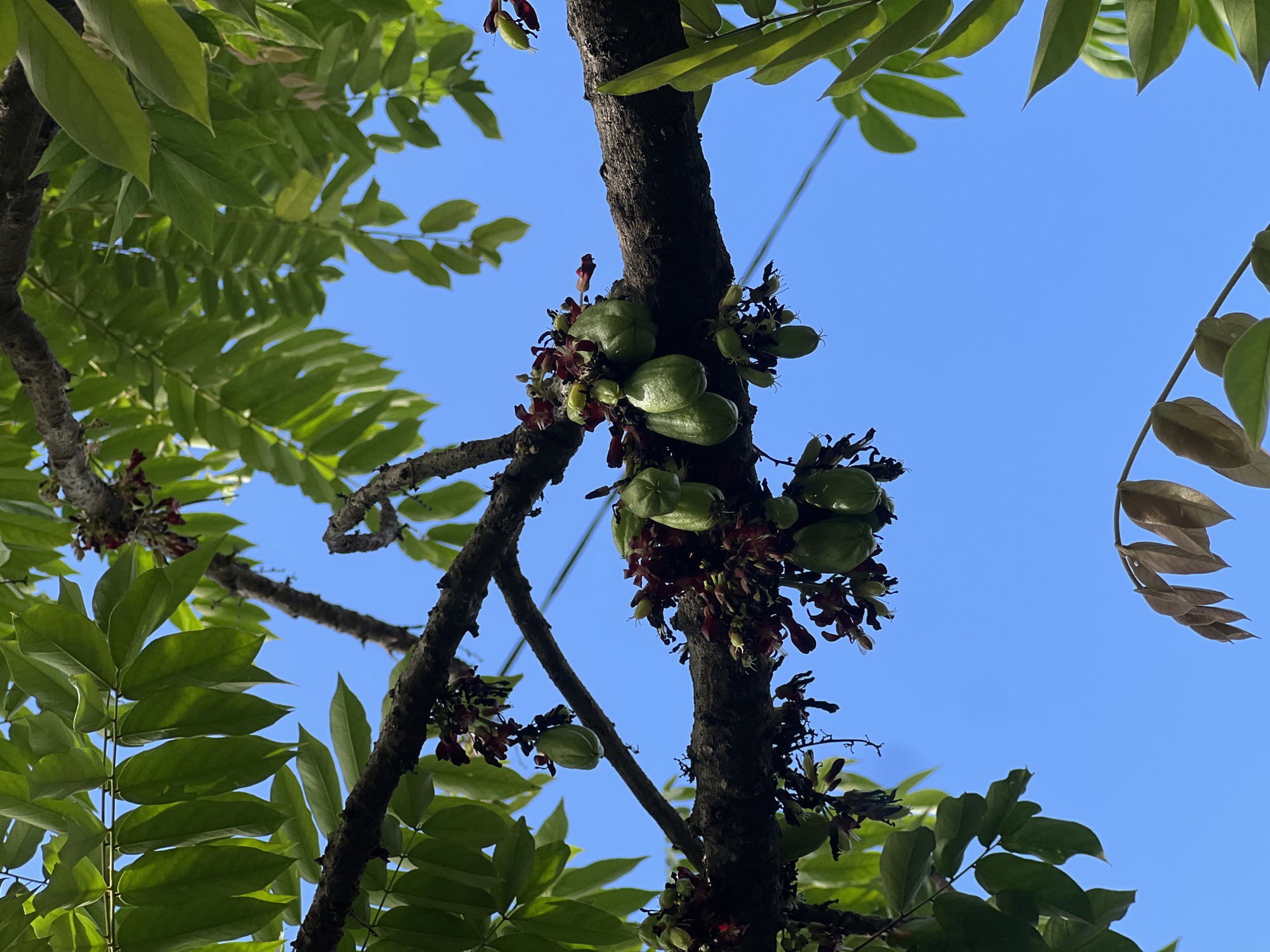 The image shows a tree branch with several green, elongated fruits hanging from it. The fruits are clustered together and appear to be growing on the branch itself, rather than on stems. There are also some dark red or purple flowers or seed pods on the branch. The background is a clear blue sky, with some green leaves and branches visible at the top and sides of the frame. The overall scene suggests an outdoor environment with a healthy, fruiting tree. The specific location in Denpasar, Indonesia, is not discernible from the visual information alone.