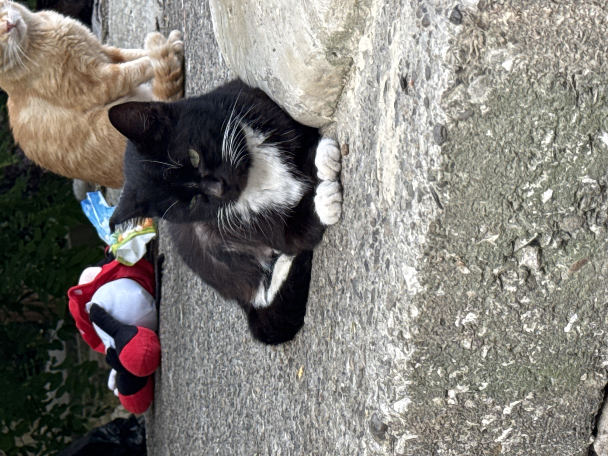 A black and white cat with green eyes is lying on a concrete surface, resting its front paws on top of each other. Its chest is white, and it has white whiskers. In the background, an orange cat is sitting. To the left of the black and white cat, a stuffed toy resembling Mickey Mouse is lying on its side, with its red shoes and white gloves visible. The environment appears to be outdoors, possibly in a city park or alleyway in Sochi, Russia, with some greenery and debris visible. The concrete surface is rough and weathered, with some small stones and debris scattered across it.
