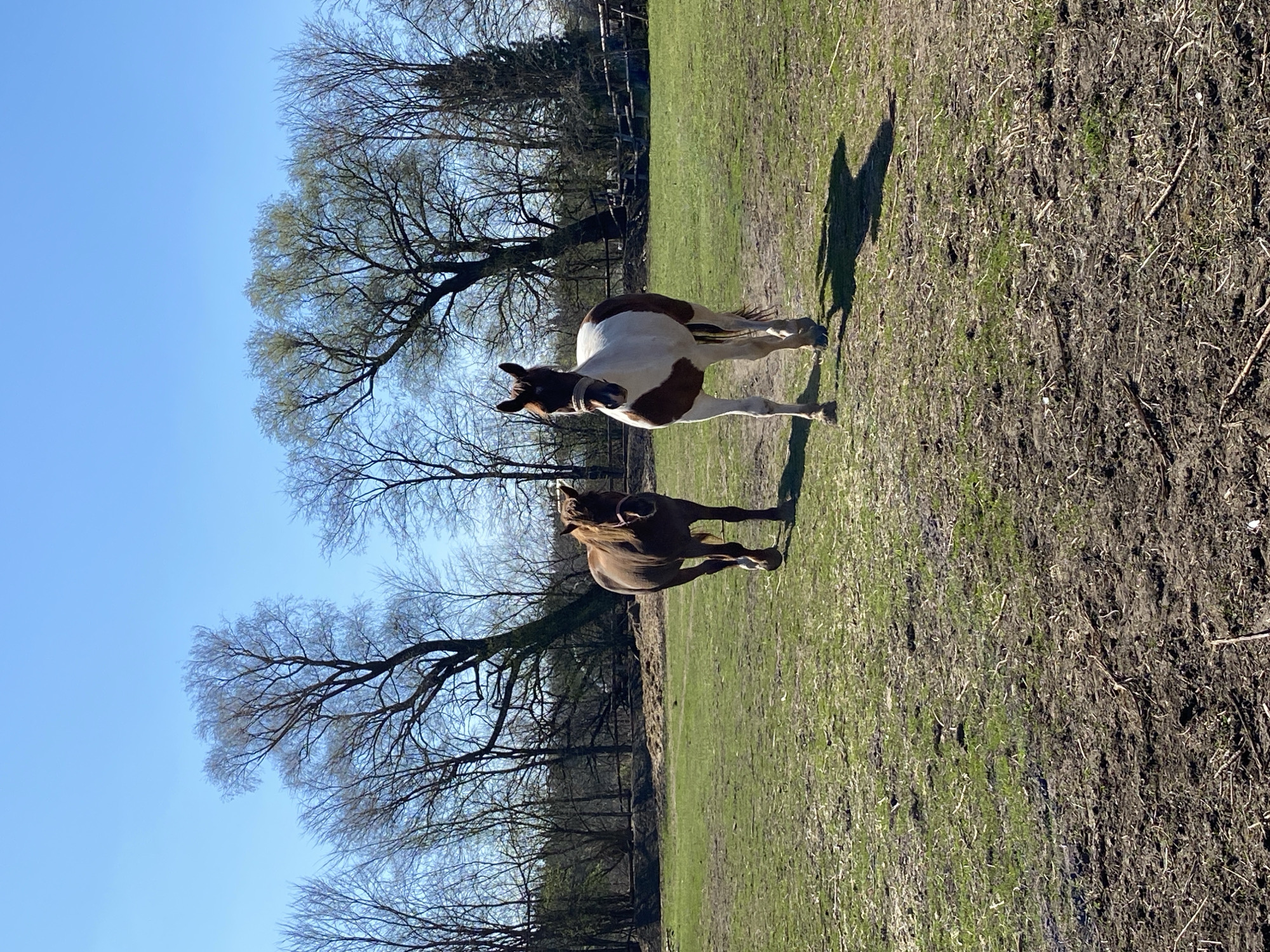 The image depicts two horses in a field in Кемуль, Russia. The field has a mix of grass and bare dirt patches. In the background is a line of bare trees against a blue sky. One horse is brown, and the other is white and brown. Both horses are standing. The light suggests it is daytime.