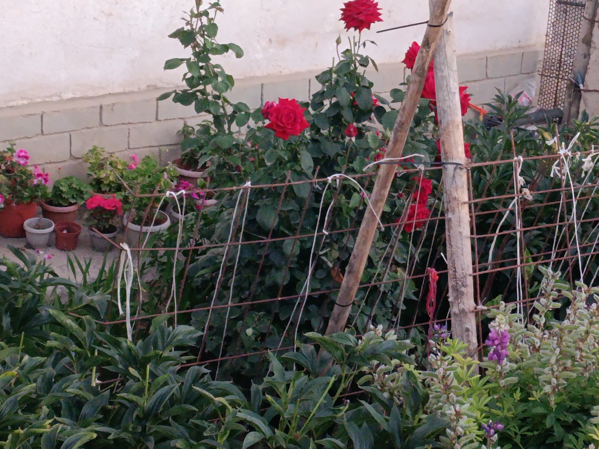 A frontal, slightly high-angle, medium shot captures a garden scene in Kyzyl-Suu, Kyrgyzstan. The background features a light-colored, possibly stuccoed wall with a visible brick line near the bottom. In front of the wall, a wire fence runs horizontally across the frame, supported by a rustic wooden post on the right side.
The garden itself is filled with lush greenery and vibrant red roses. Several potted plants are visible in the upper left quadrant, including some with pink flowers. Behind the fence, a dense arrangement of dark green foliage dominates, interspersed with bright red rose blooms. The roses appear to be of a classic hybrid tea variety, with tightly furled petals on some and more open blossoms on others.
In the lower portion of the image, the foreground is occupied by broad, dark green leaves, possibly from peony plants. Several stalks with unopened flower buds are also visible, along with some smaller, purplish-blue flowers, likely lupines. White twine is used to tie some of the plants to the fence, and a piece of red twine hangs from the wooden post. The overall impression is one of a well-tended, slightly wild garden.