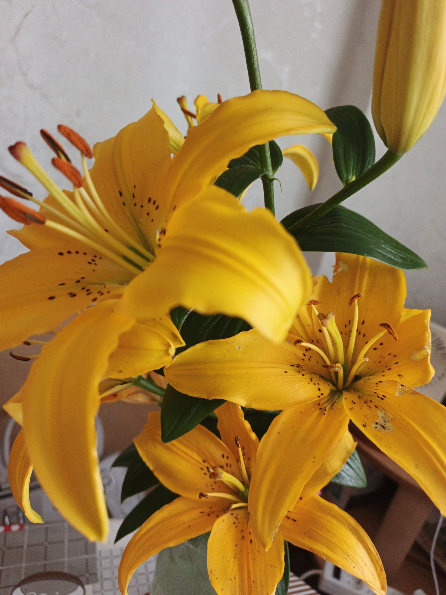 A bouquet of yellow lilies is displayed against a light grey, textured background. Several flowers are in bloom, showcasing their vibrant petals, stamens, and pistils. One lily bud is visible, elongated and yellow. Dark green leaves are interspersed among the flowers, adding a contrasting color. The overall impression is of a close-up shot of a floral arrangement. The image does not contain any discernible elements indicating a specific location within the city of Medvedyovka, Russia.