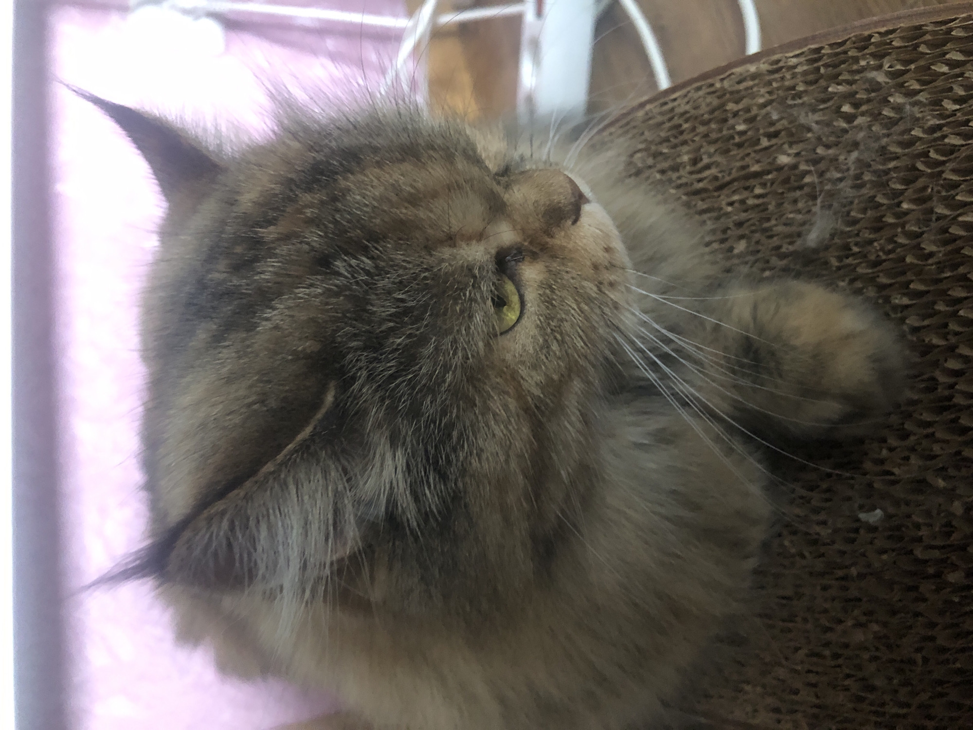 A close-up, medium shot captures a fluffy, brown tabby cat with piercing green eyes, looking downwards and to the right. The cat is seated on a textured, brown cardboard surface, possibly a scratching post. The background is blurred, with hints of pink and white suggesting an indoor environment. The cat's fur is long and appears slightly disheveled, particularly around its ears. Its whiskers are prominent and white. The lighting is soft, casting gentle shadows. The image focuses entirely on the cat's head and upper body. There is no identifiable urban landscape or city context.