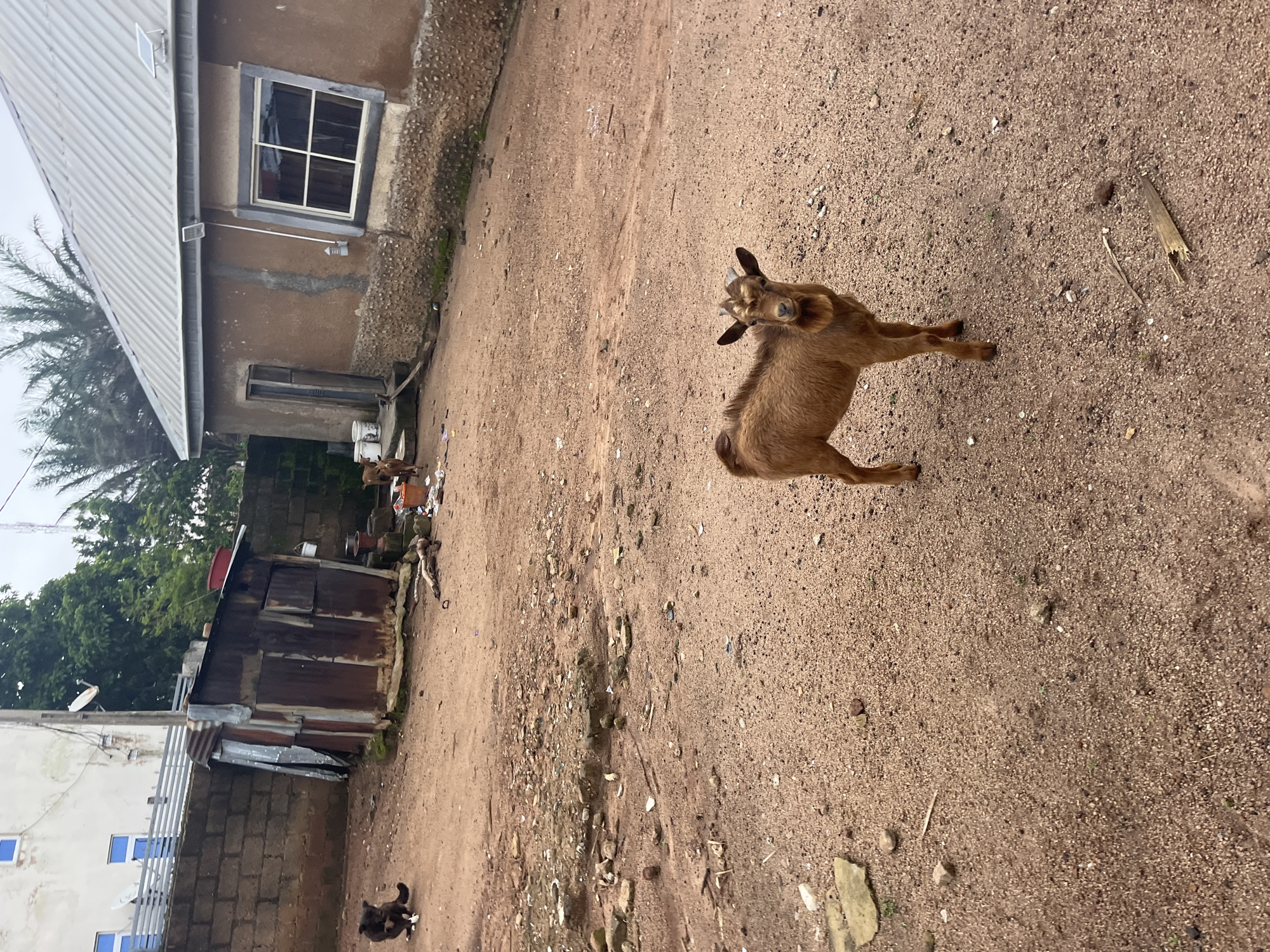 In Jos, Nigeria, a brown goat stands in a dirt yard, facing the camera. The goat has small horns and a beard. Behind the goat, a brown house with a light-colored roof and a white-trimmed window is visible. To the left of the house is a dilapidated structure with a rusty metal roof and siding, appearing to be a shed or storage area. A black and white dog sits near the shed. In the background, a light-colored building with blue-framed windows and a low brick wall can be seen, with trees and vegetation further beyond. The ground is covered in dirt, gravel, and scattered debris, suggesting an outdoor, unpaved area typical of residential settings in the region.
