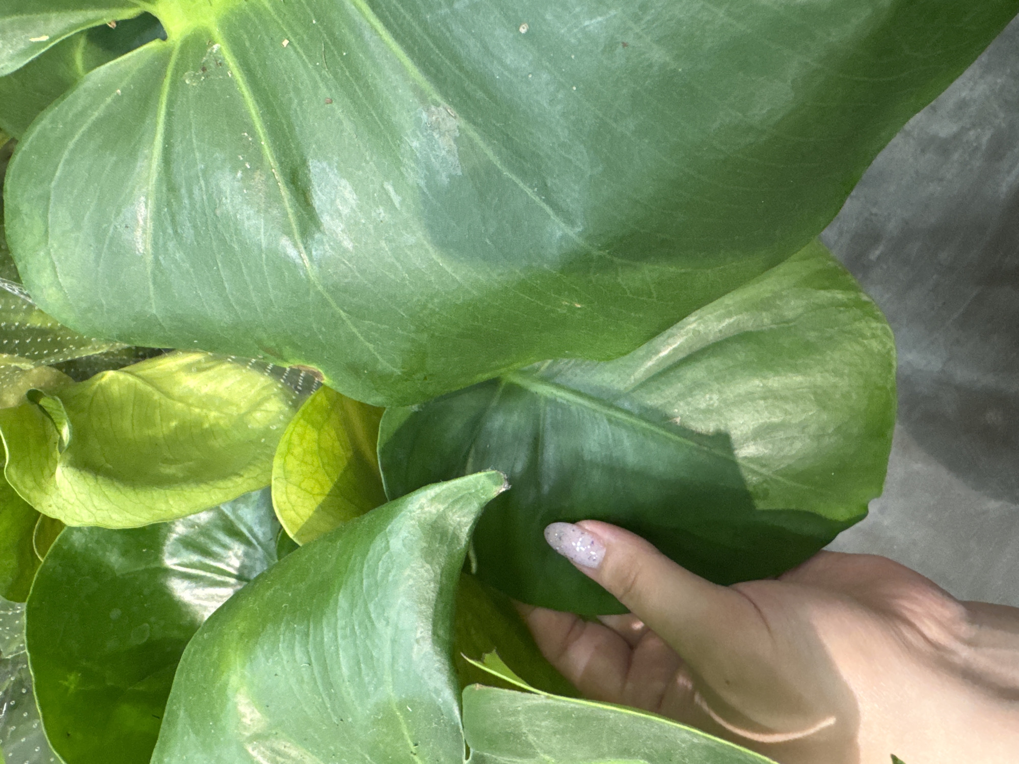 In this close-up, top-down shot, a person's hand is gently touching a large, vibrant green leaf of a houseplant. The leaf's surface shows a subtle sheen, indicating it might be healthy and well-cared for. Fine veins are visible, tracing intricate patterns across the leaf. The hand, with its fingernails decorated with a subtle glitter polish, rests delicately on another leaf, suggesting a moment of observation or appreciation of the plant.
The background is filled with more of the plant's foliage, creating a lush, verdant environment. Some leaves are a lighter, brighter green, while others are a deeper, richer hue. The overall impression is one of natural beauty and tranquility. The lighting suggests it might be daytime, possibly with natural light filtering through a window, creating soft shadows and highlights on the leaves.
The scene appears to be indoors, likely in a home or a plant nursery, given the focus on the houseplant and the clean presentation. There are no overt signs of the specific location in Rozhdestvenskaya, Russia, beyond what might be inferred from the commonality of houseplants. The image evokes a sense of calm and a connection with nature. No text is visible in the image.