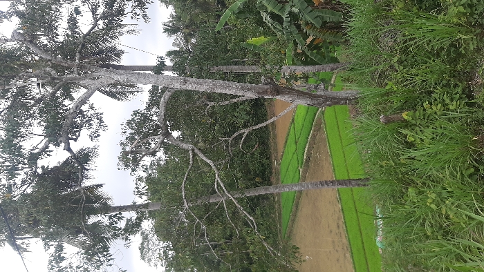 The image captures an elevated view of an agricultural area in Tanjongkeumala, Indonesia, under an overcast sky. The foreground is dominated by a dense growth of tall, verdant grass and various smaller green plants, with a dark, weathered wooden stump or stake visible on the right. In the midground, several prominent trees feature pale grey or white bark, with branches exhibiting a mix of green foliage and bare limbs. Below and extending into the mid-distance, a series of rectangular rice paddies are visible; some are filled with vibrant green rice seedlings planted in orderly rows, while others display light brown, bare soil. The background consists of a dense, lush expanse of tropical trees and vegetation. No individuals or active interactions are present in the scene.