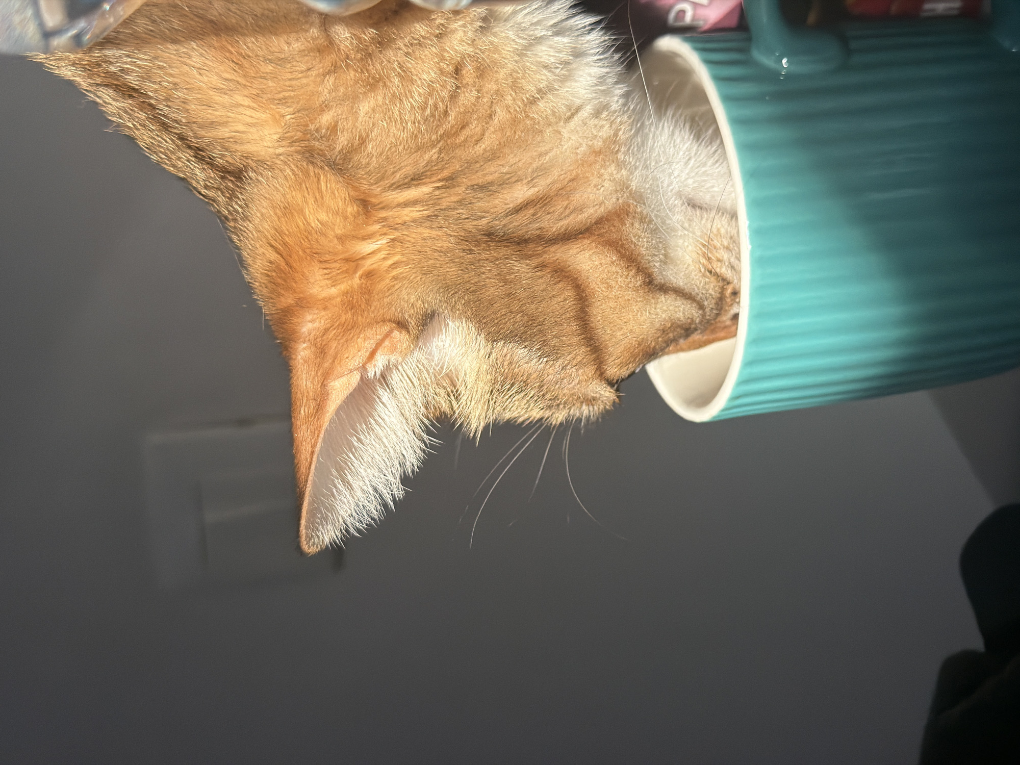 The upright image captures an intimate, domestic scene of an orange tabby cat intently engaging with a teal-colored mug. The cat's head is partially submerged in or close to the contents of the ribbed, ceramic mug, suggesting it is drinking or investigating. Its fur is a mix of ginger and light orange with faint darker tabby stripes, and it has distinctive white fur around its chin and inside its pointed ears. Several long, delicate whiskers are visible extending from its snout.
Strong, natural sunlight illuminates the cat and the mug, creating bright highlights on their surfaces and suggesting a daytime setting. The background is predominantly a plain, light grey wall, indicating an indoor environment, likely a home in Milan, Italy. Blurry, indistinct objects, including a hint of red, can be seen in the background behind the mug, but they offer no specific contextual details. The overall activity portrays a tranquil moment of typical feline behavior. No human subjects are present, and there is no discernible text within the image.
