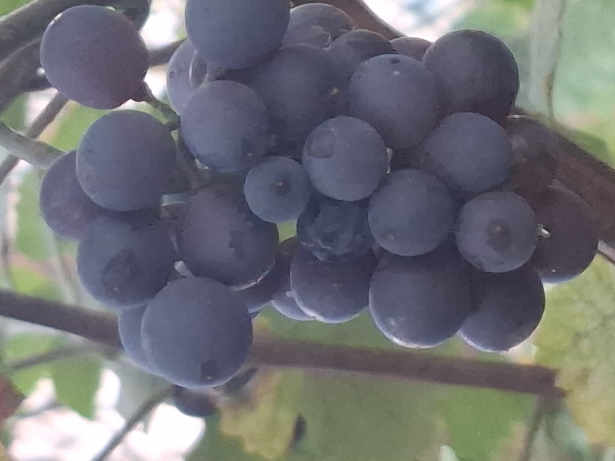 A close-up photograph captures a cluster of dark purple grapes hanging from a vine. The grapes are round and plump, with a slightly dusty bloom on their surface. Some of the grapes are tightly packed together, while others are more spaced out. The background is softly blurred, with hints of green leaves and a brown vine stem visible. The lighting appears to be natural, suggesting an outdoor setting. There are no people or specific landmarks visible that would indicate a precise location within Almaty, Kazakhstan.