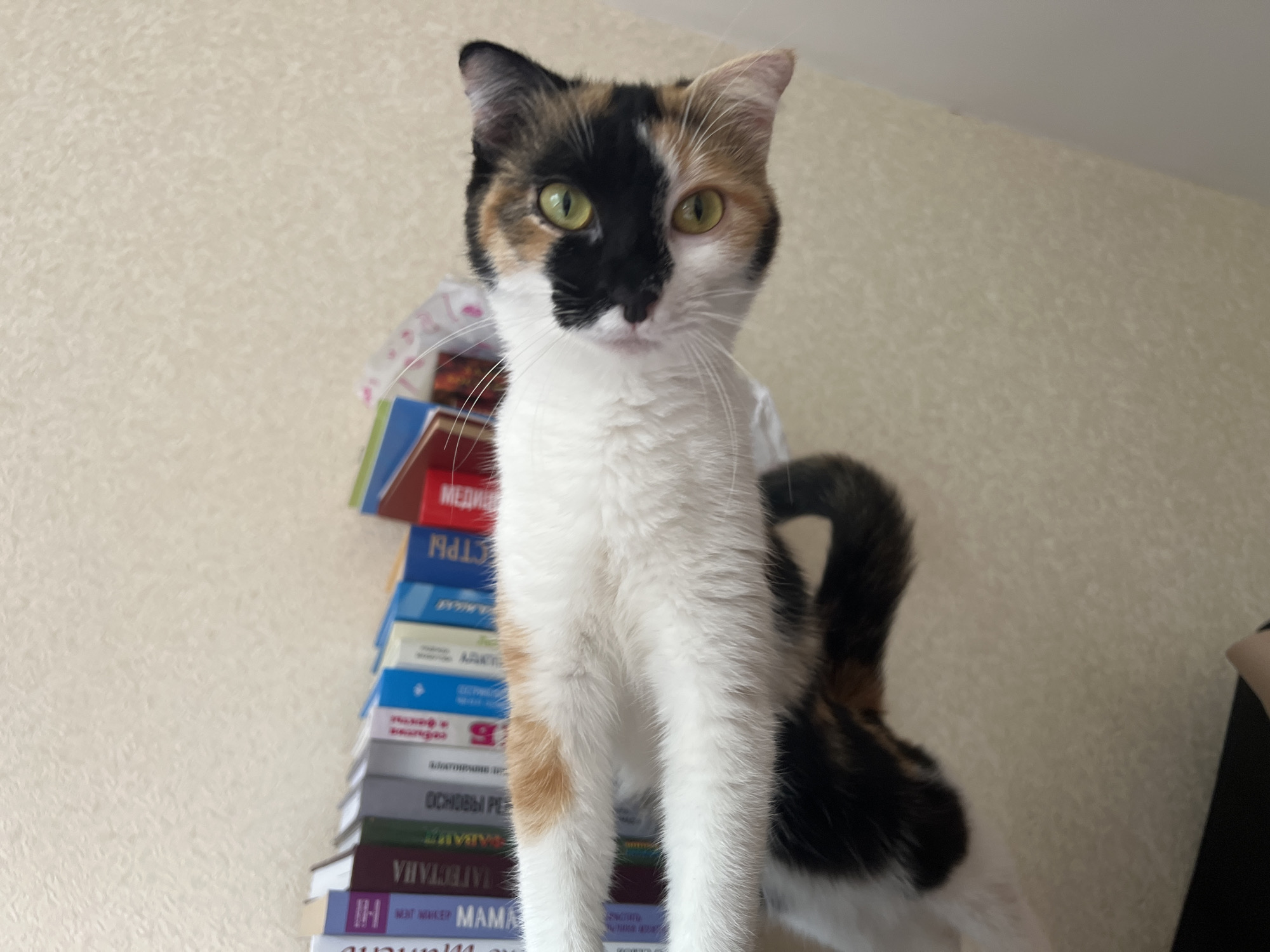 A calico cat is perched atop a stack of books, looking directly at the camera. The cat has patches of black, white, and orange fur on its head and body. Its eyes are a bright green. The books are stacked vertically, with the titles visible on their spines. The background appears to be a textured, light-colored wall. This image was taken indoors.