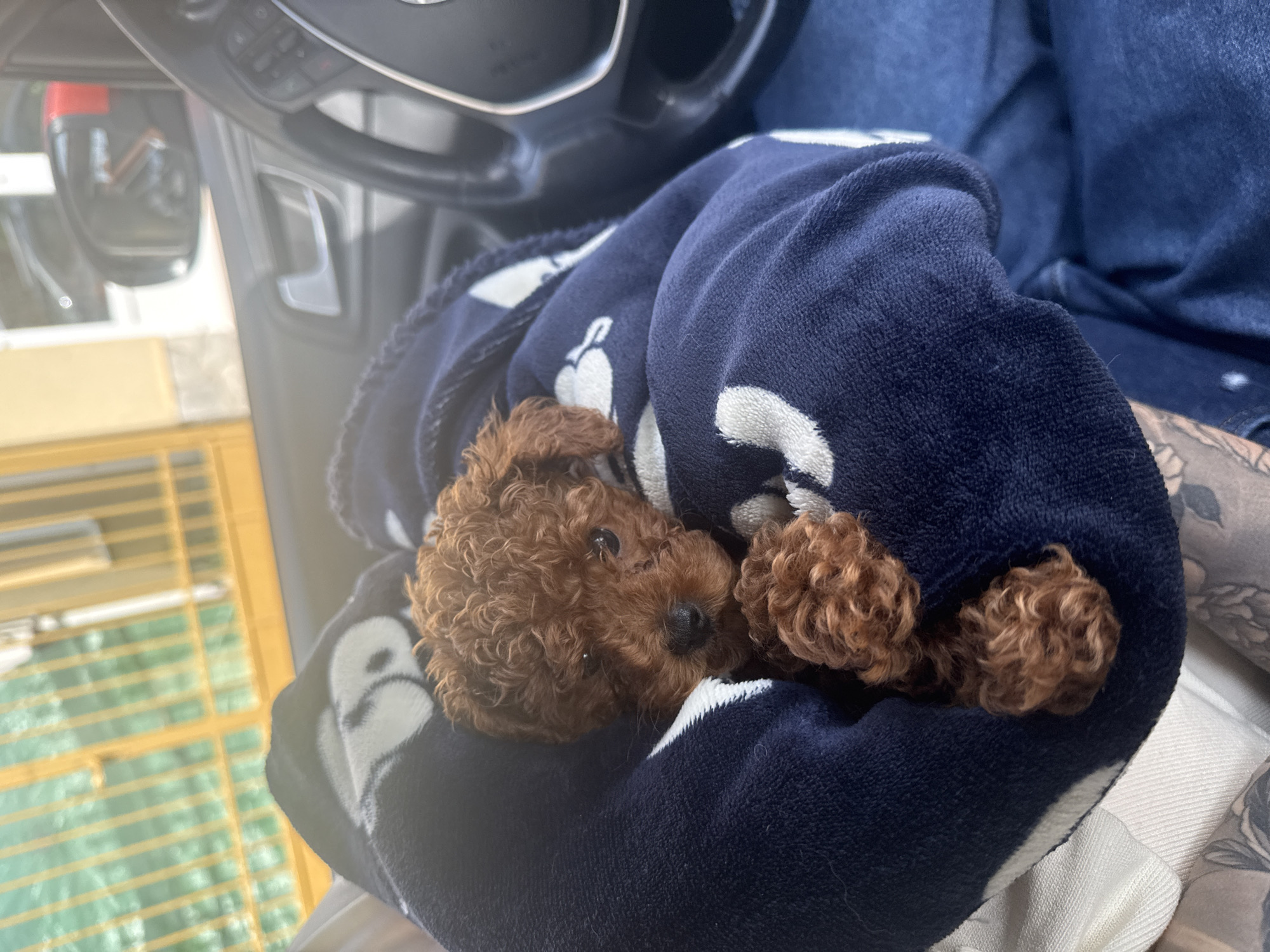 A small, brown poodle puppy is nestled in a dark blue blanket with white bear paw prints. The puppy's face is visible, with curly fur, dark eyes, and a black nose. Part of a car steering wheel is in the upper background, suggesting the scene is inside a vehicle. The blanket is being held in someone's lap, and a portion of the person's blue jeans and patterned clothing is visible. The location is unknown and is not identified as Burgas, Bulgaria.