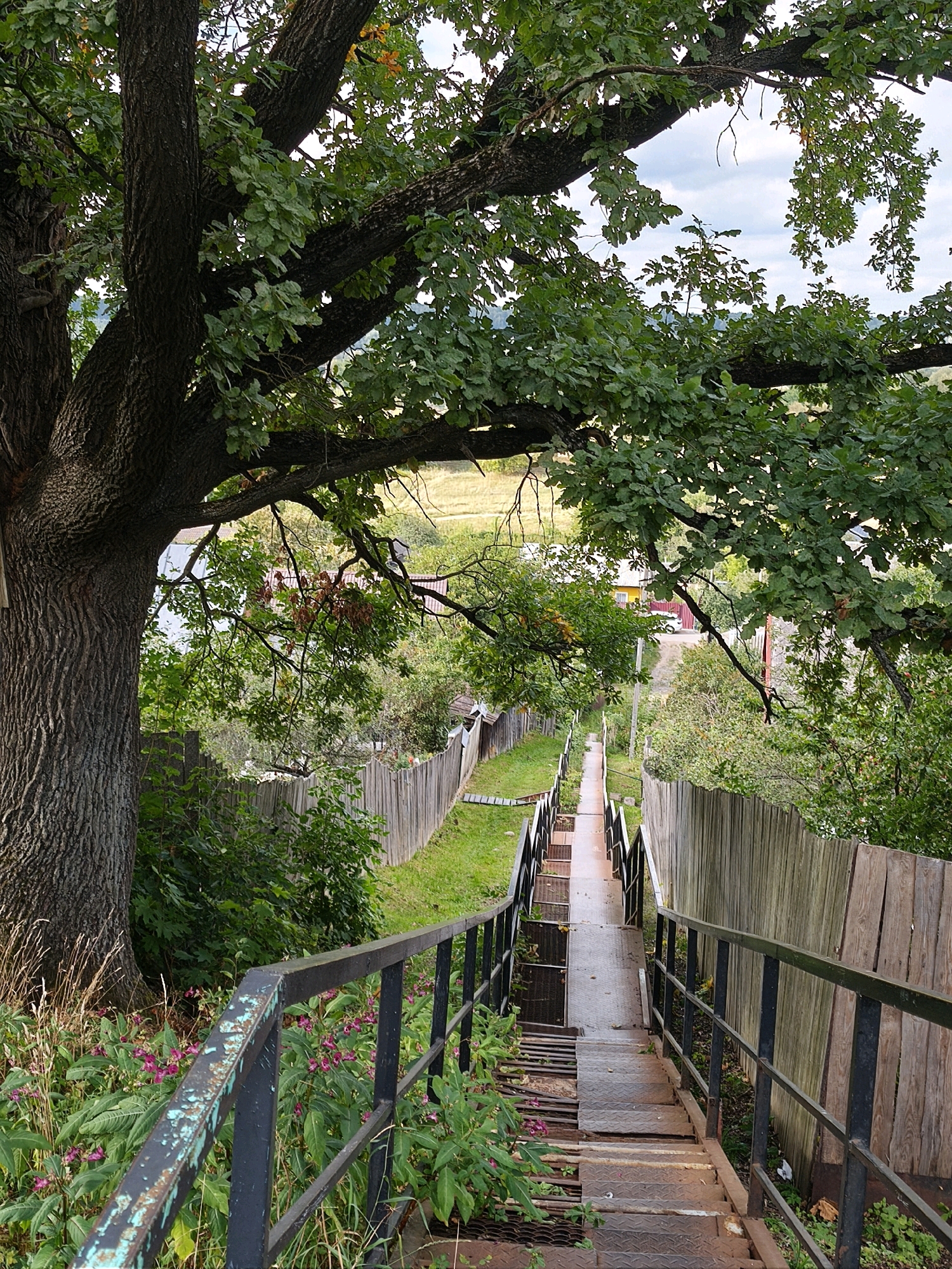 The image depicts a downward sloping metal staircase with black railings, bordered by a wooden fence on the right and lush green foliage on the left. The staircase is constructed of diamond plate metal steps and has a walkway section in the middle. At the top of the stairs, a large tree with rough bark and green leaves is prominent. Pink wildflowers are visible near the railing in the foreground. In the background, a path winds uphill, with buildings and trees visible further in the distance. The scene appears to be in a residential area, possibly a backyard or a public pathway. Based on visual cues such as architectural styles and vegetation, this image is likely located in a rural or suburban setting in Mahilyow, Belarus.