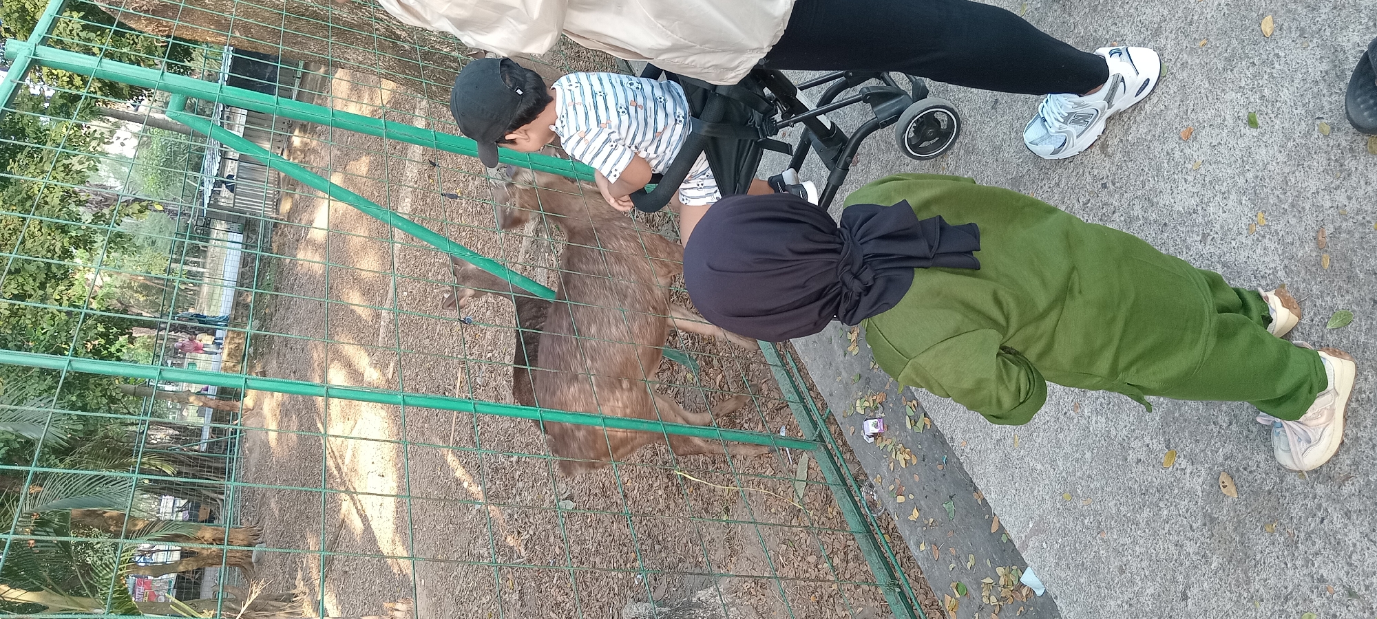 At a zoo in Mataram, Indonesia, a family is observing deer behind a green metal fence. Two deer, one in the foreground and another behind it, are standing in a wooded enclosure. A young boy wearing a striped t-shirt and a black baseball cap is sitting in a stroller, facing the deer. To his right, a person in a light-colored jacket and black pants stands, partially visible. In front of the stroller, a child wearing a green outfit and a black hijab is looking at the deer. The ground is paved with concrete and scattered with fallen leaves.