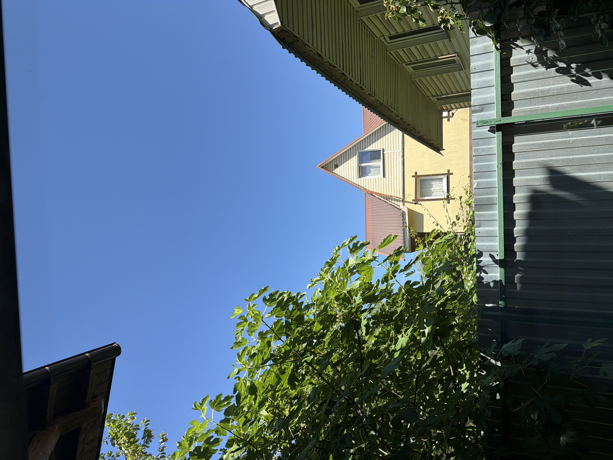 The image captures a bright, sunny day in Krasnaya Polyana, Russia, with a clear blue sky dominating the upper half. In the foreground, a lush green fig tree with broad leaves partially obscures a gray corrugated metal fence. The fence runs horizontally across the lower portion of the image. Behind the fence, two houses are visible. The house on the left has a distinctive triangular gable with a single window and a reddish-brown metal roof. It is painted yellow. To the right of this house, another house is seen, featuring a light-colored siding and a white soffit with visible light fixtures. The roof of this second house also appears to be made of corrugated metal. The overall impression is of a residential area on a clear, warm day, with a focus on the natural elements of the tree and sky contrasting with the man-made structures of the houses and fence. There are no people or animals visible in the frame.