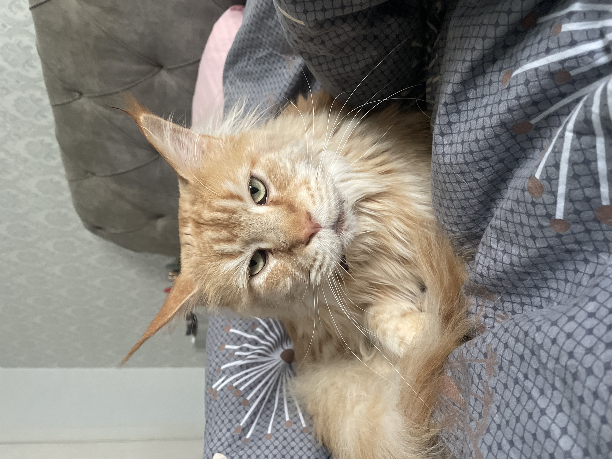 The image depicts an orange Maine Coon cat resting indoors on what appears to be a bed. The cat is partially covered by patterned gray bedding. A gray, tufted headboard is visible in the background. The cat is looking towards the camera with a slightly tilted head. The environment suggests a domestic setting. The location in the city of Rozsoshentsi, Ukraine cannot be confirmed from visual information alone.