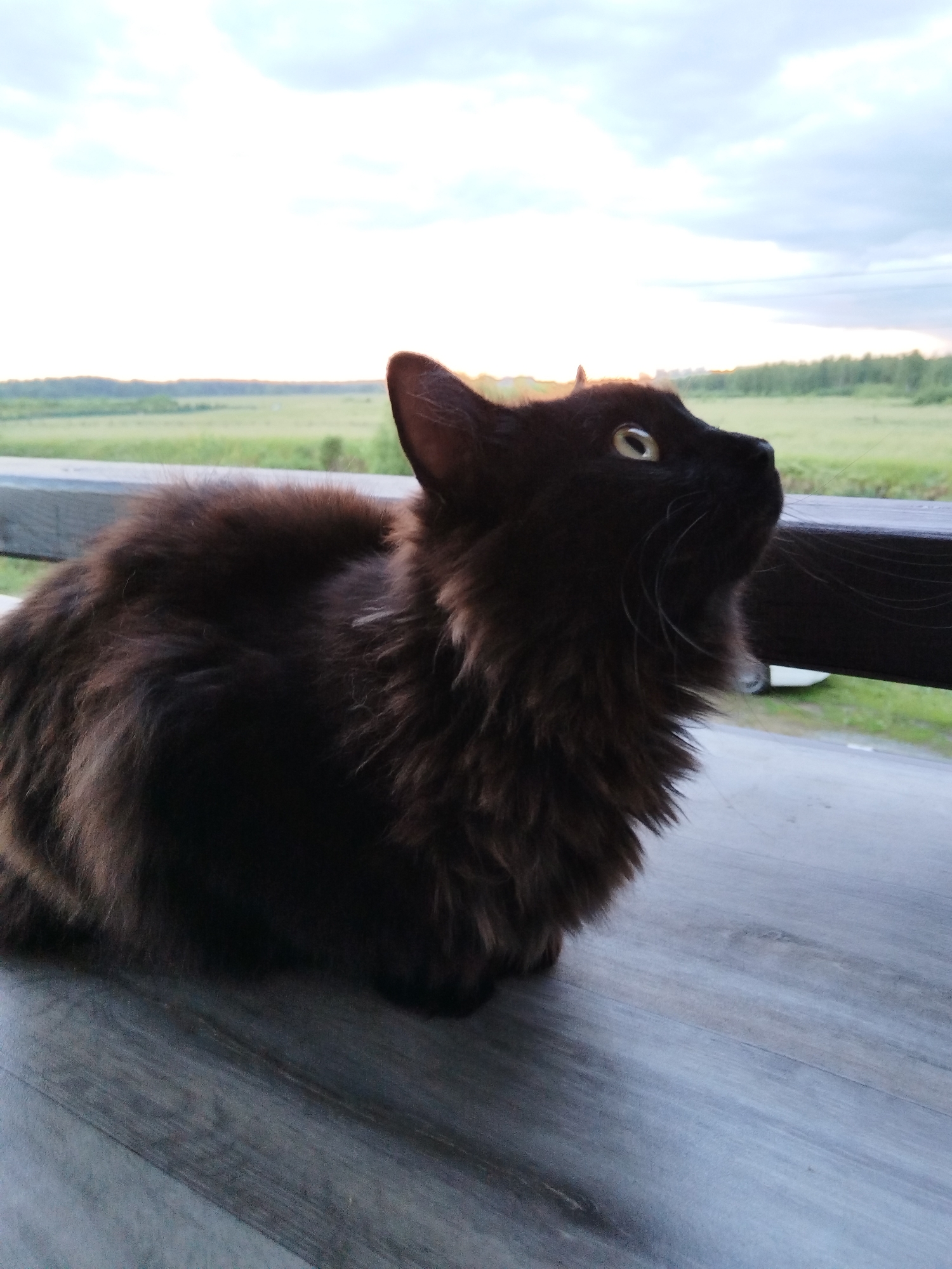 A long-haired black cat with yellow eyes sits on a wooden deck, looking upwards and to the right. The cat's fur is a rich, dark brown with some lighter brown highlights. Behind the cat, a wooden railing runs horizontally across the frame. Beyond the railing, a grassy field stretches towards a tree line. The sky is overcast with soft clouds, and the overall lighting suggests either dawn or dusk. The image appears to have been taken outdoors, possibly on a porch or balcony, with a natural landscape in the background.