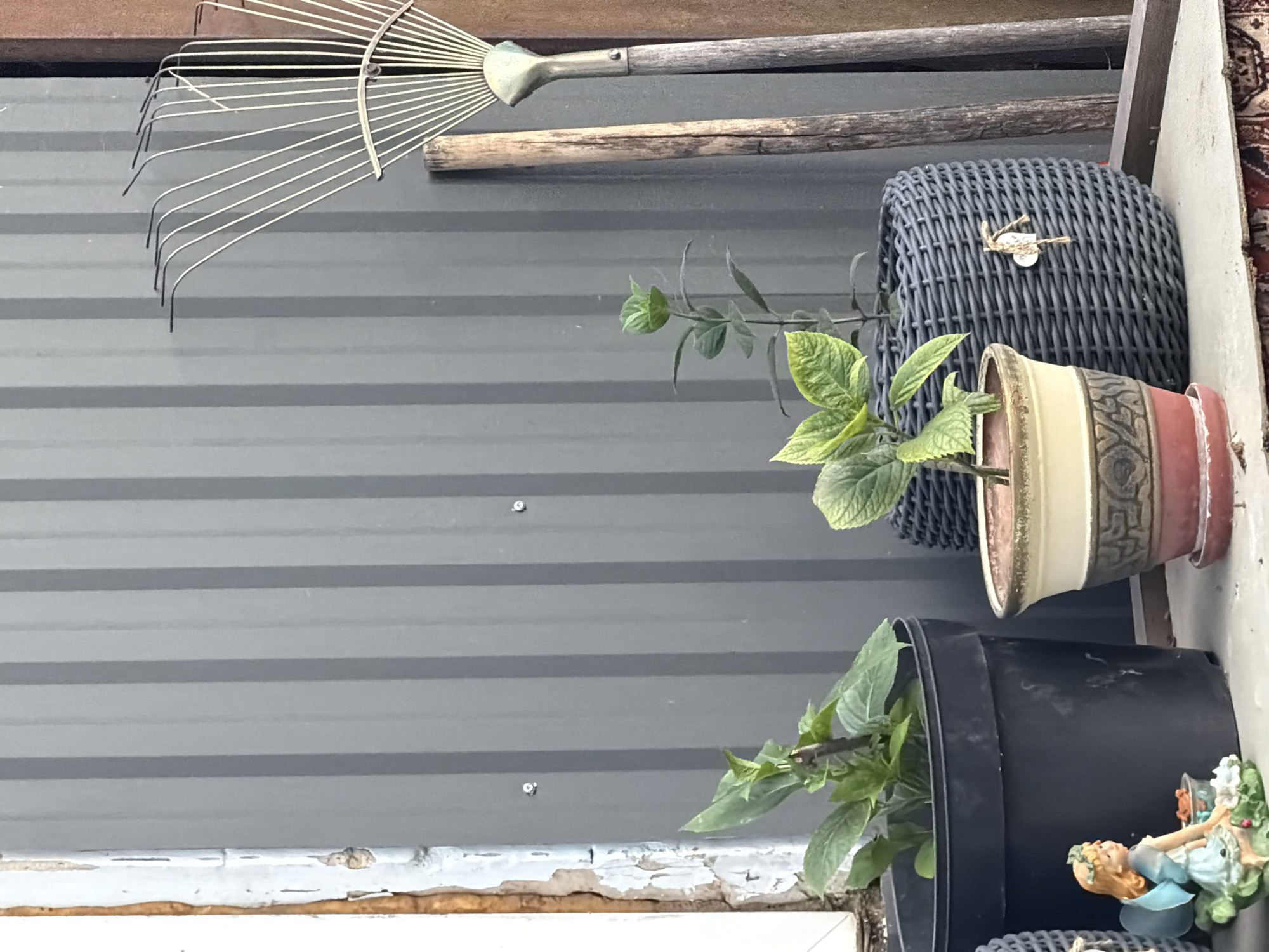 In Kamianka-Buzka, Ukraine, an outdoor scene is depicted featuring gardening tools and potted plants against a corrugated metal wall. To the left, a weathered white wooden frame with peeling paint marks the edge of the composition.
Dominating the foreground are several potted plants. A large black plastic pot on the left contains a leafy green plant. Next to it, a smaller, ornate ceramic pot with bands of cream, red, and brown holds another green plant. To the right, a dark gray, woven basket-style planter houses a plant with lighter green leaves. A small, heart-shaped ornament hangs from the woven planter. A delicate figurine of a blonde fairy with blue wings, wearing a light blue dress and a floral wreath, is seated to the left of the black pot, appearing to interact with a small, unidentified object.
Behind the plants, leaning against the gray metal wall, are two gardening tools. A rake with thin, metallic tines is positioned on the right, its handle made of lighter wood. Next to it is a thicker, darker wooden handle, possibly belonging to another tool. The corrugated metal wall displays vertical seams and two small, silver fasteners visible on its surface. The ground beneath the items appears to be a surface covered with a patterned rug-like material.
