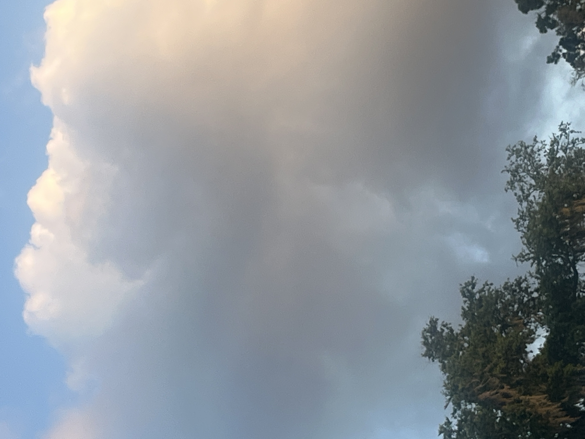 This image captures a sky filled with dramatic clouds, casting a diffused light over the scene. The top portion of the frame is dominated by large, billowy white clouds against a pale blue sky, with the right side of these clouds illuminated by a warm, golden light, suggesting either sunrise or sunset. Below these, the clouds transition into darker, grayer masses, indicative of impending or passing weather. The bottom edge of the image features the upper branches of several trees, characterized by dark green foliage and some hanging moss, which are silhouetted against the cloudy sky. No people or specific landmarks are visible, making it impossible to determine the precise location within Jacksonville, United States of America. The scene is natural and devoid of any human activity.