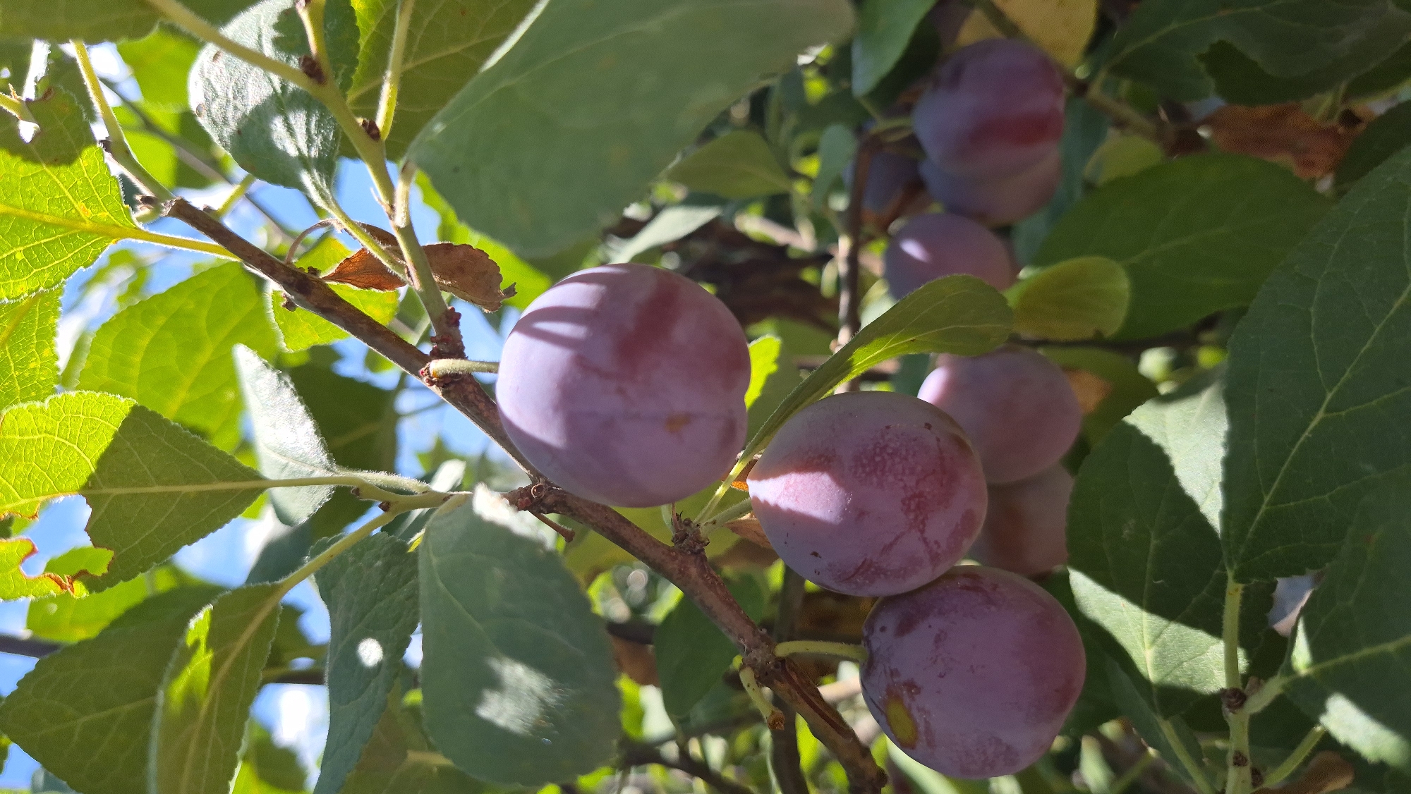 In an outdoor, sunlit setting, several ripe plums hang from a tree branch amidst green foliage and a bright blue sky. The plums are a deep purple hue, with some showing a lighter, reddish-purple blush. Sunlight casts distinct shadows on the plums and leaves, indicating a clear day. The scene appears to be a close-up of a fruit-bearing tree. There are no people or discernible structures in the image.