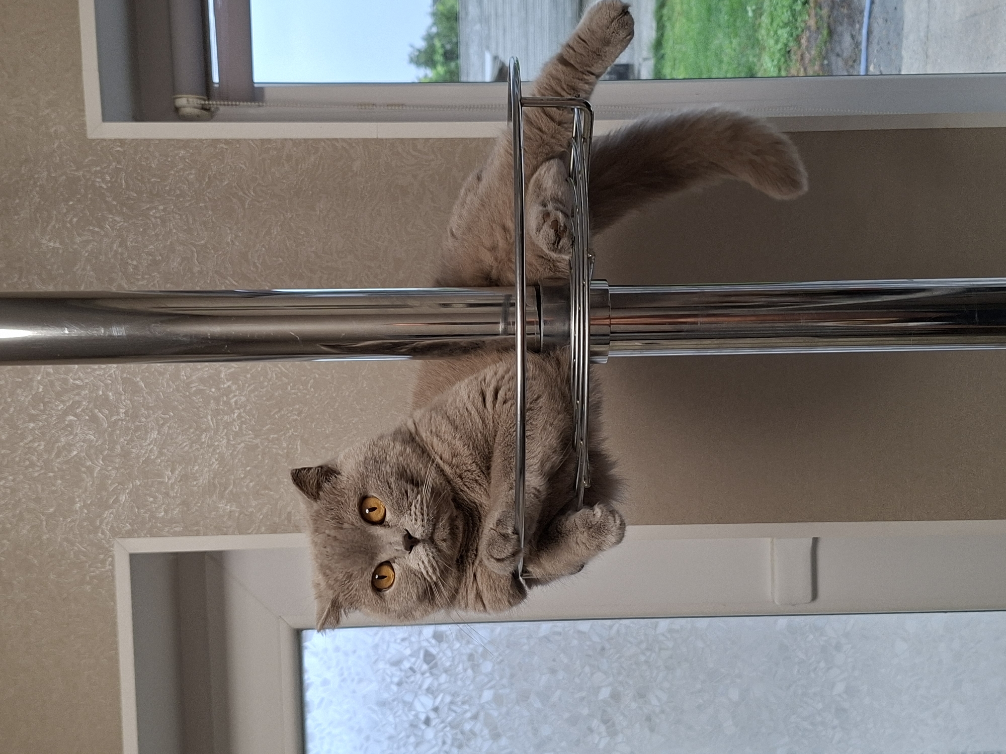 A British Shorthair cat with grey fur and orange eyes is resting on a chrome shelving unit attached to a pole. The cat is lying down with its front paws crossed and its hind legs extended. The background shows a textured wall and a window with an outdoor view of greenery. The scene appears to be indoors, possibly in a kitchen or living area. The lighting is soft, and the overall impression is one of domestic tranquility.