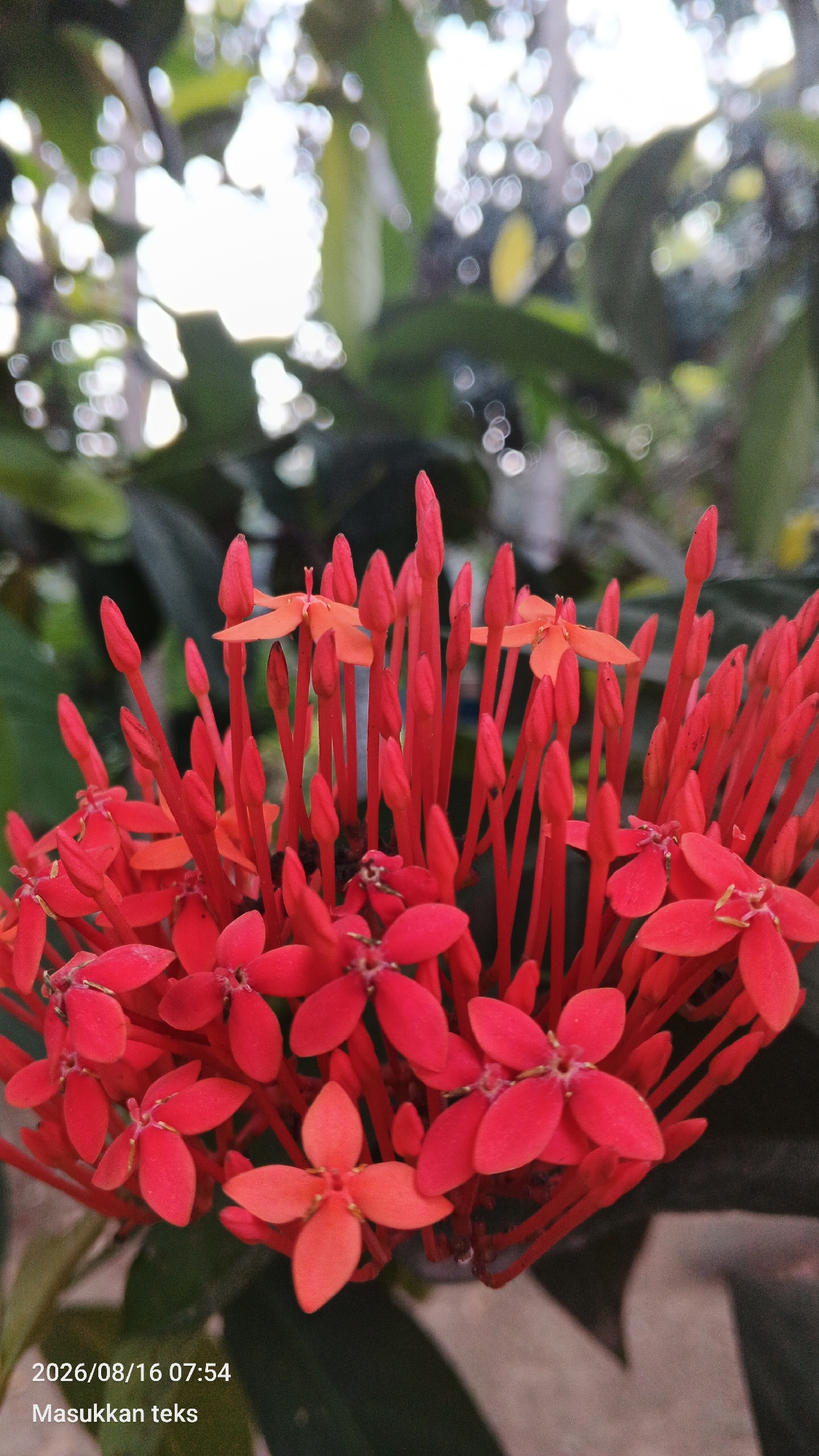 A close-up, vertical, outdoor shot captures a cluster of vibrant red Ixora flowers in bloom. The flowers, with their small, star-shaped petals, are tightly packed together on slender stems. Some of the flowers are fully open, revealing their delicate structure, while others remain in bud form, their pointed tips still tightly closed. The background is a soft blur of green foliage and dappled sunlight, creating a sense of depth and focus on the blossoms. In the lower left corner, a timestamp reads "2026/08/16 07:54" and the text "Masukkan teks" is visible. The image appears to be a photograph taken in Kendalpayak, Indonesia.
