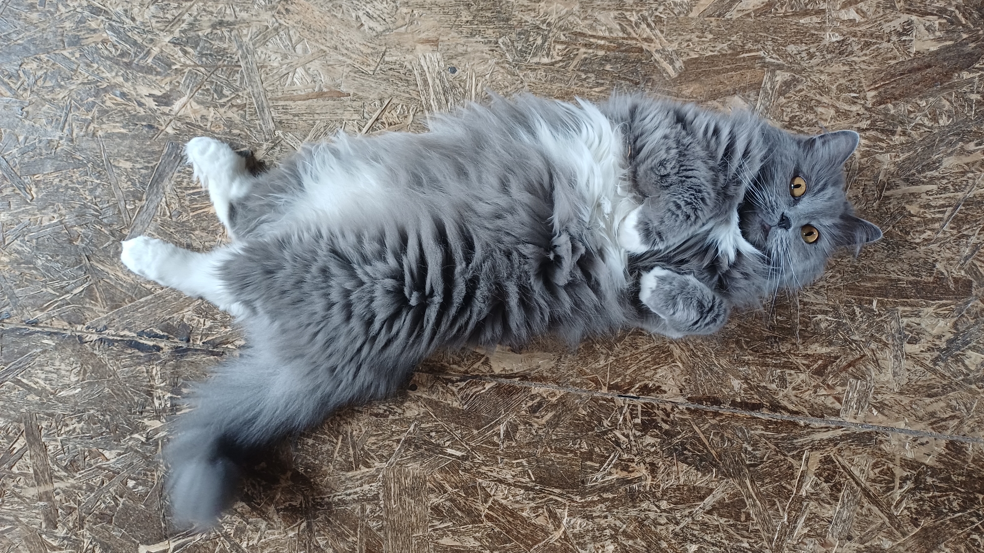 The image displays a fluffy, long-haired domestic cat lying comfortably on its back, belly-up, on a textured surface. The cat's fur is predominantly grey, with prominent white markings on its chest, belly, and paws. Its large, round eyes are a striking amber or golden color, and it looks directly at the viewer with an attentive, relaxed, and possibly curious expression. Its front paws are curled towards its chest, while its hind legs are splayed slightly. A bushy grey tail is visible, curving towards the bottom left of the frame.
The cat is resting on a light brown, wooden surface, which appears to be oriented strand board (OSB) or particle board, characterized by a mosaic pattern of pressed wood chips and resin. The lighting is bright and even, suggesting either well-lit indoor conditions or an overcast outdoor setting. There is no visible text in the image. The cat's posture conveys a sense of comfort and ease. Given the location context of Timokhovo, Russia, this scene likely depicts a pet in a domestic or sheltered environment.