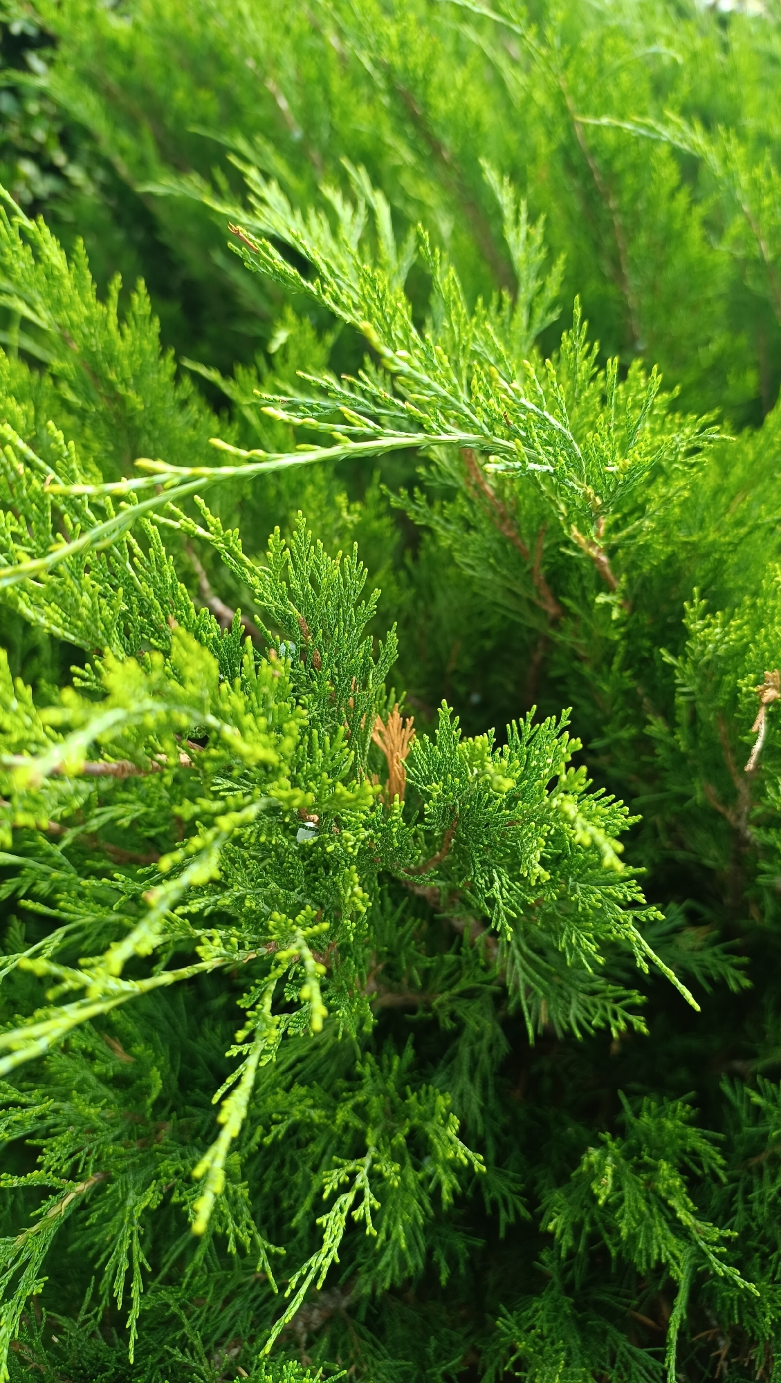 The image shows a close-up, eye-level view of a dense evergreen shrub, likely a type of cypress or juniper, with vibrant green foliage. The branches are densely packed and appear feathery, with individual needle-like leaves clearly visible. Some of the branches show a slightly browner, dried-out hue, indicating natural shedding or browning. The background is a blurred mass of the same green foliage, suggesting the shrub is part of a larger planting. There is no indication of any specific urban environment, human presence, or activity that would pinpoint its location within the city of Samara, Russia. The lighting suggests it is daytime, with soft, diffused light.