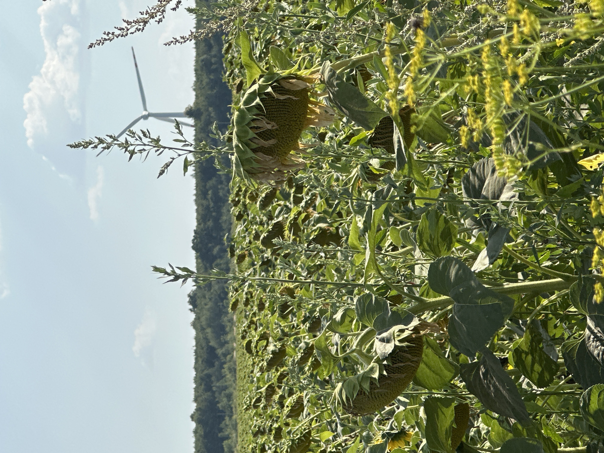 An outdoor, medium-shot photograph captures a sun-drenched sunflower field with a wind turbine in the background, suggesting a rural setting, likely Korchivka, Ukraine. In the foreground, several sunflowers with drooping, seed-filled heads dominate the frame, their large green leaves reaching upwards. Some of the sunflower heads are covered by their wilting petals, while others are more exposed. Smaller green and yellow wildflowers are interspersed throughout the field. The background features a dense line of trees, and beyond that, a white wind turbine stands against a bright blue sky dotted with fluffy white clouds. The overall impression is one of natural abundance nearing harvest, with hints of industrial modernity on the horizon.