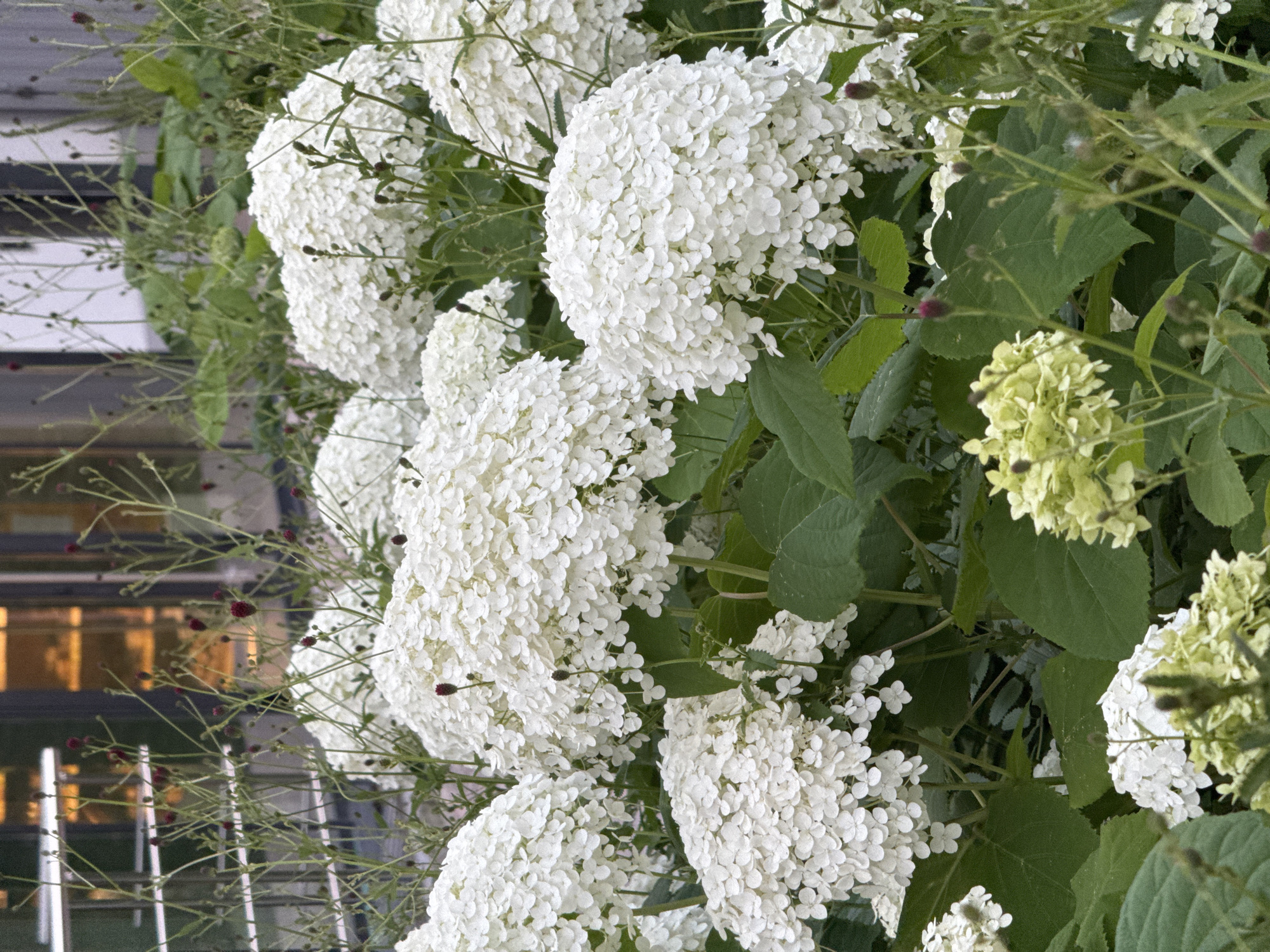 This image depicts a close-up view of white hydrangea blooms interspersed with delicate green foliage and thin, wispy stems with small, dark red buds. The hydrangeas are in various stages of bloom, with some appearing fully open and others still developing. The background is blurred, hinting at a building with reflective windows and possibly an urban setting. The overall impression is one of natural beauty within a potentially constructed environment. Based on available information, this scene is located in Izhevsk, Russia.