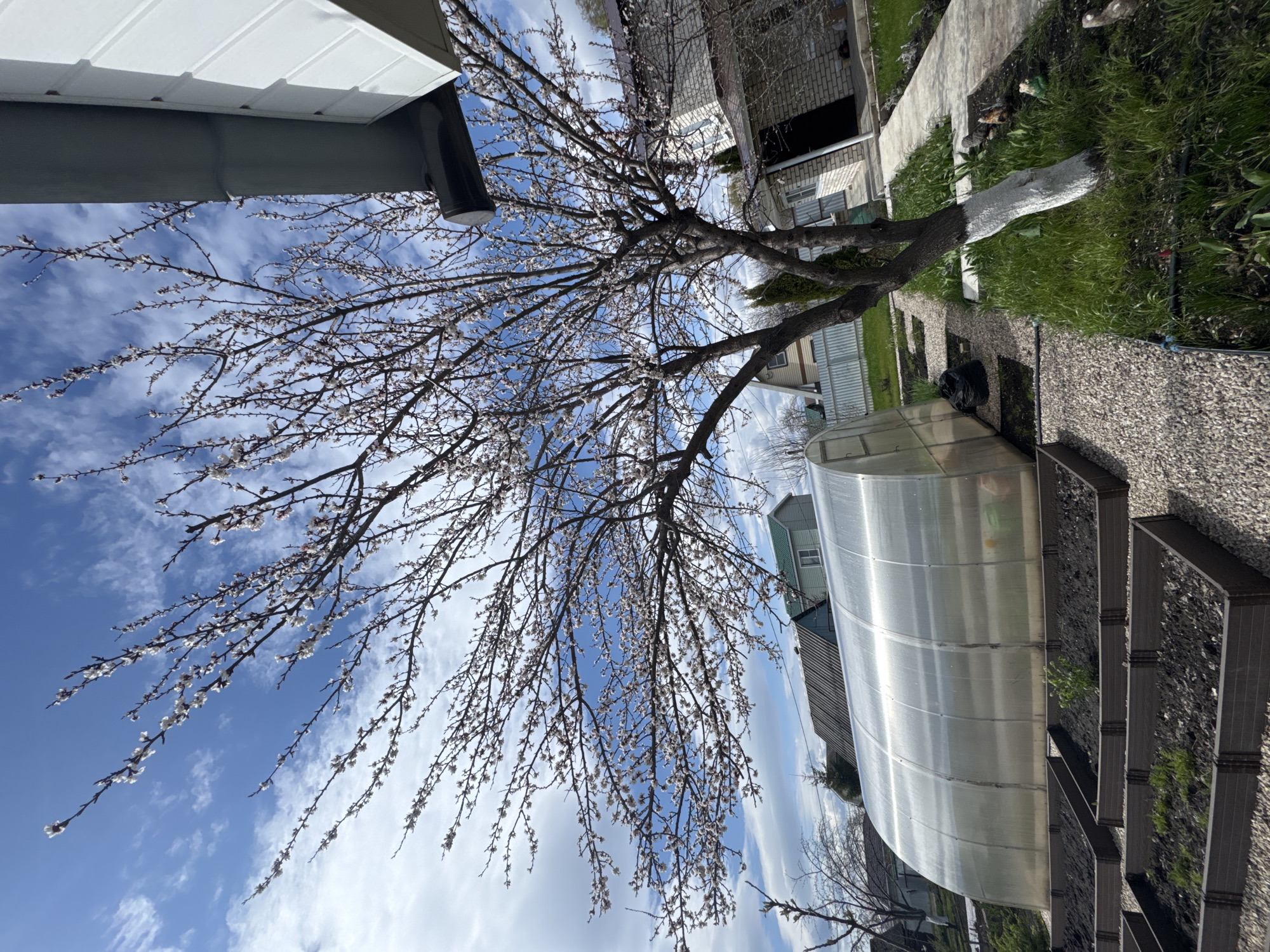 The image captures a yard in Unknown, Unknown, featuring a blooming tree with white flowers set against a blue sky with scattered clouds. A greenhouse is positioned in the yard, near a raised garden bed. The base of the tree is painted white. A building is visible in the background to the right and other houses in the background to the bottom. The ground is covered with gravel and grass.