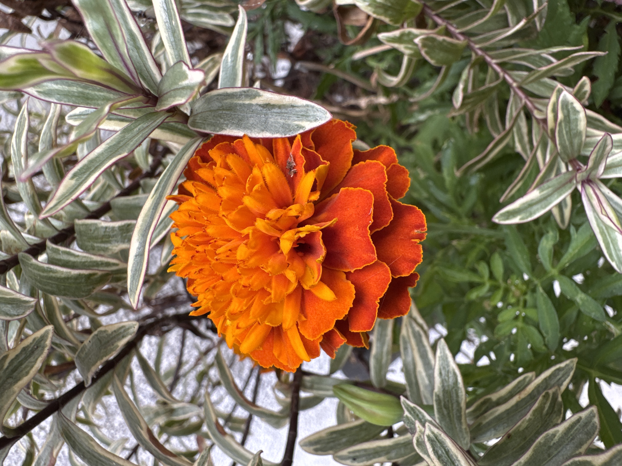 A close-up, eye-level shot captures a vibrant orange marigold flower in full bloom, its ruffled petals radiating outward. The flower is positioned slightly off-center to the right, with a small, light-brown insect perched on one of its upper petals. Surrounding the marigold is lush green foliage, interspersed with the variegated leaves of another plant, characterized by their pale green centers and darker green edges, often outlined with a thin purple hue. The background is a soft blur of white and grey, suggesting an overcast sky or a textured surface. There are no people present in the image. The scene is likely from a garden or a potted plant display. The image does not provide any specific indicators of its location within Frankfurt, Germany.