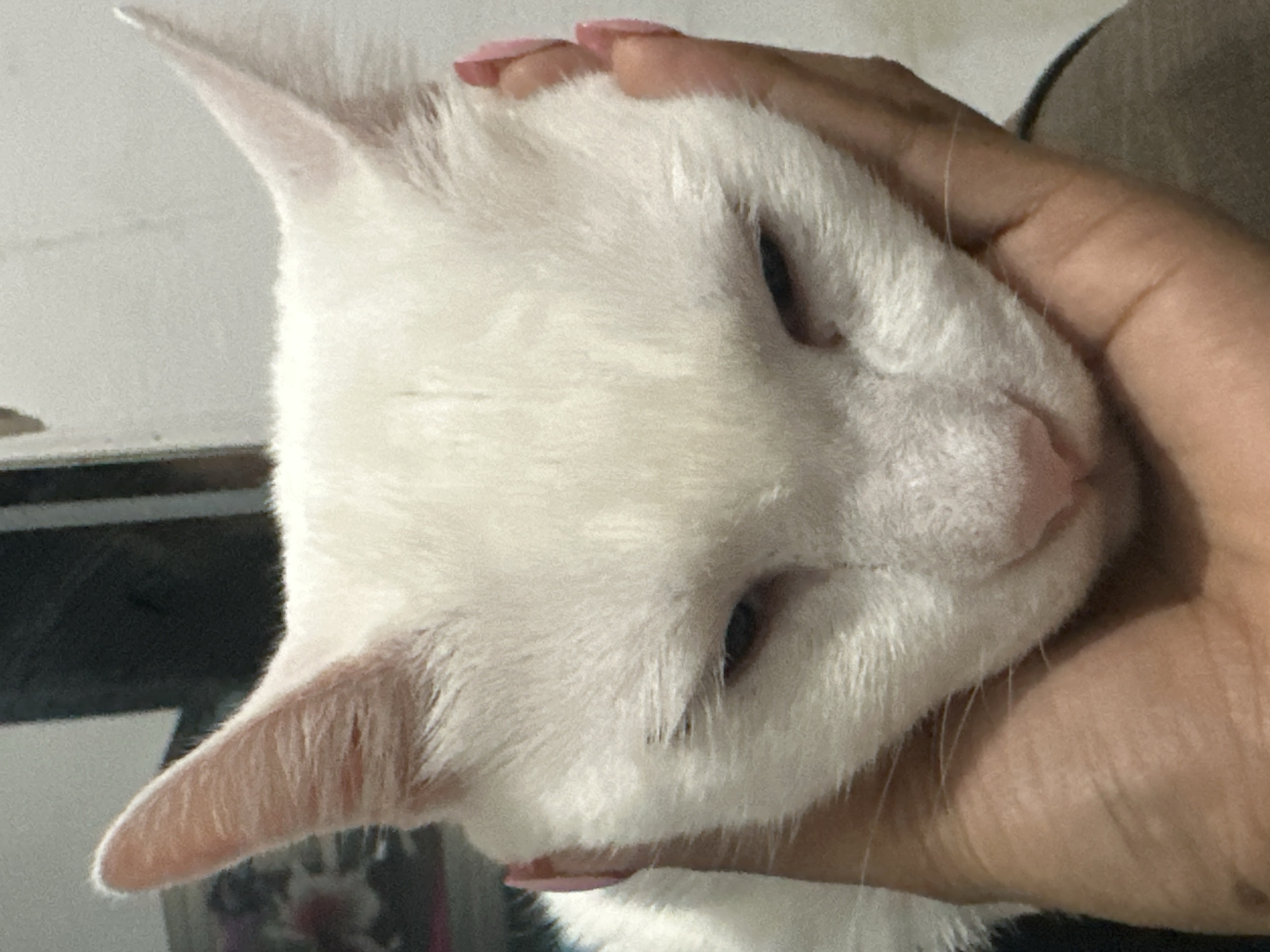 A close-up, indoor shot shows a white cat being held in a person's hand. The cat is mostly white with a pink nose, closed eyes, and visible whiskers. The person's hand is visible, with pink nail polish on their fingernails. The background is blurry, suggesting an indoor setting. The location (North Jakarta, Indonesia) is not discernible from the image.
