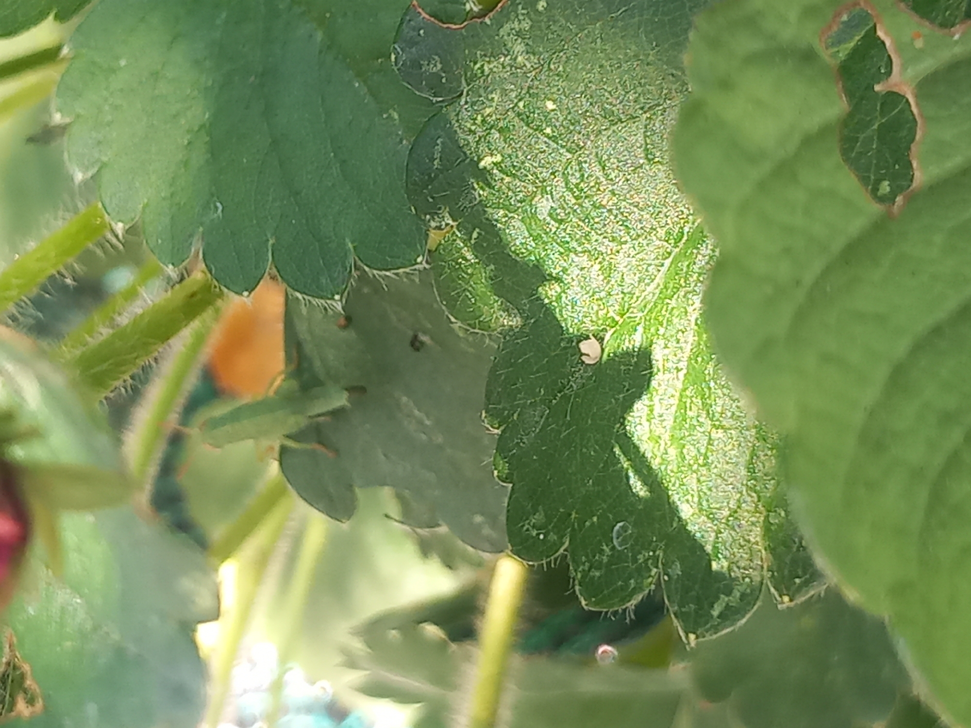 The image depicts a close-up view of strawberry plant leaves. A small, green grasshopper is perched on one of the leaves. The leaves are serrated and have a slightly fuzzy texture, with some water droplets visible on their surfaces. The background is a blur of green foliage and stems, suggesting a natural outdoor setting. There is no indication of a specific location within the city of Άγιος Νεκτάριος, Greece; the image focuses solely on the flora and fauna.