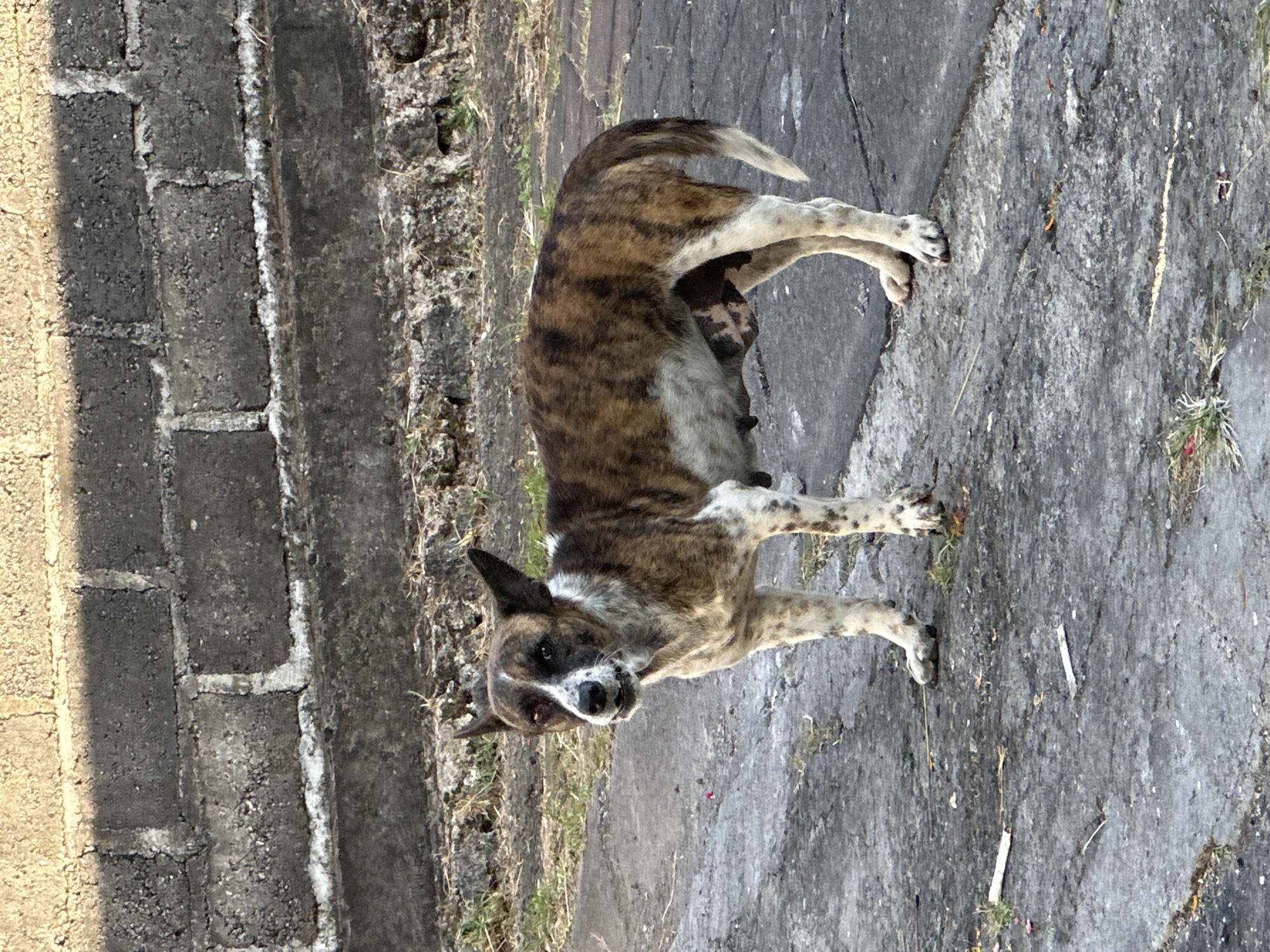 A brindle and white dog stands on a paved surface in front of a grey brick wall and a concrete ledge in Kuta Selatan, Indonesia. The dog is facing the camera with its mouth slightly open. Its fur is a mix of brown, black, and white, with distinctive brindle markings on its back and sides. The dog has pointed ears and dark eyes. Its belly appears to be enlarged, suggesting it may be pregnant or nursing. Scattered pieces of debris, including small sticks and some reddish-pink petals, are visible on the pavement. The background consists of a rough, textured brick wall and a concrete structure. The lighting suggests it is daytime, with shadows cast by the wall.