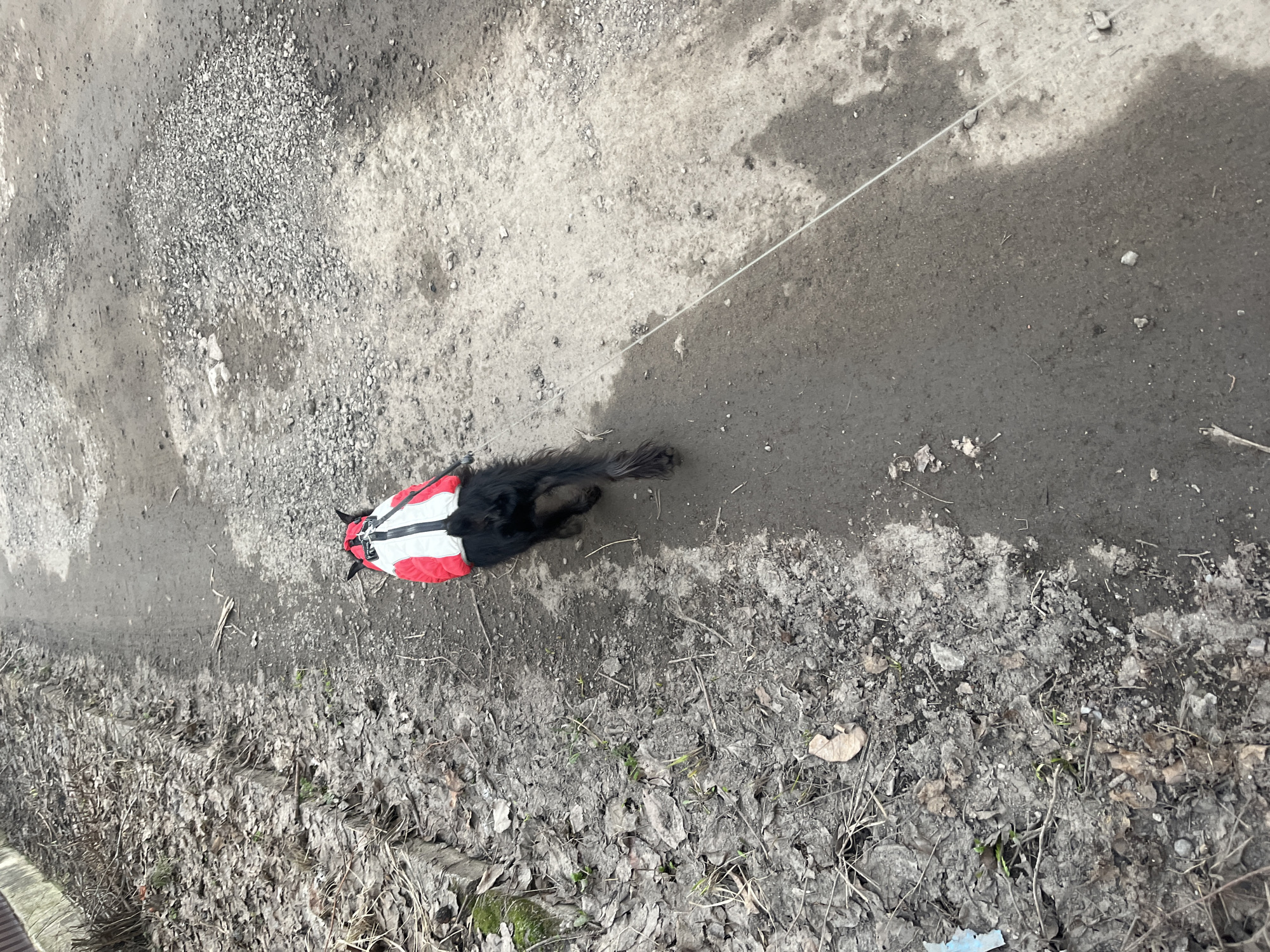 The scene is an exterior shot of a dog on a leash, likely in Podolsk, Russia. The ground is a mix of asphalt and gravel, with an area covered in dead leaves and twigs on the lower part of the frame. The dog is primarily black, with a red and white jacket or harness. The leash is visible as a thin, light-colored line extending from the dog towards the top of the frame. The asphalt appears wet or muddy in some areas. The overall scene suggests an outdoor environment, possibly a park or roadside in an urban setting.