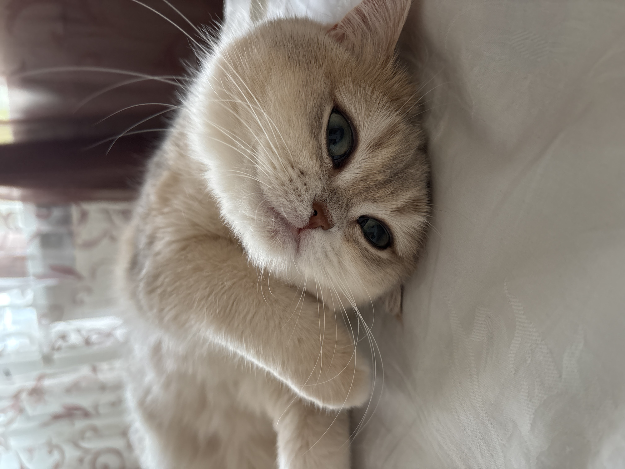 A light-furred cat with green eyes is lying on its side on a white patterned surface. The cat's paw is visible near its face. The background is blurred. The location, Chaikovsky, Russia, cannot be determined from the image.