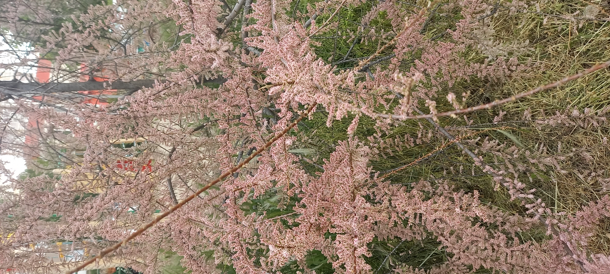 The image captures a flowering tree in Krasnodar, Russia. The tree is covered in small, pink flowers, creating a dense, textured appearance. Behind the tree, there's greenery, possibly grass and other plants. In the background, glimpses of a building suggest an urban environment. The scene appears to be a park or garden within the city.