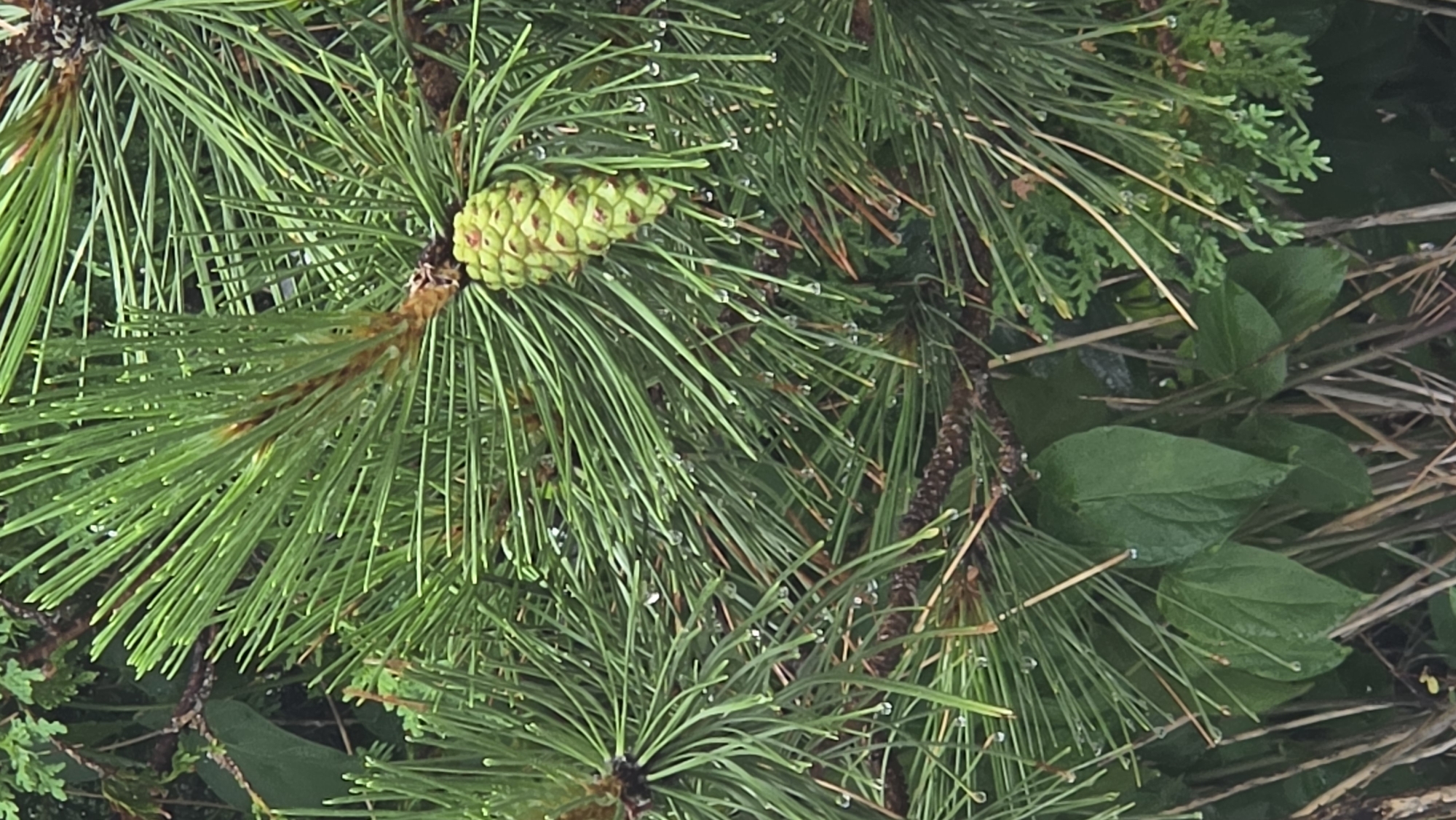 An outdoor, medium-shot, vertical-orientation, close-up photograph shows a pine cone hanging from a pine tree branch. The pine cone is light green with visible scales and is oriented vertically, with its tip pointing downwards. The pine needles are long, thin, and a vibrant green, some of them with small water droplets on them. Behind the pine needles and cone, there are some broad, dark green leaves from another plant. The background is mostly out of focus, but appears to be a dense green foliage. The image was taken in Markham, Canada.