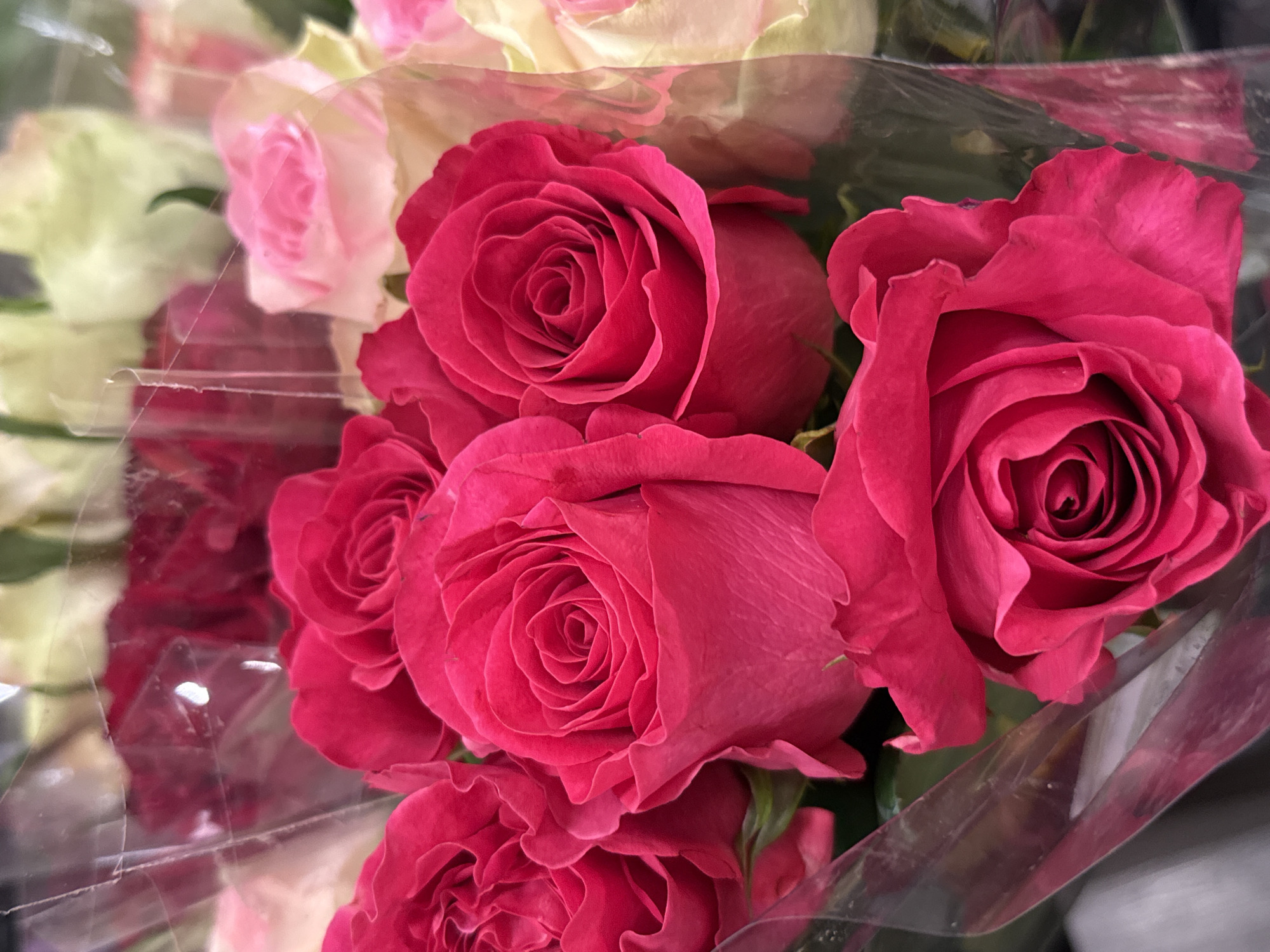 This is a close-up, high-angle, eye-level shot of a bouquet of vibrant pink roses, some of which are still in bud form, others fully bloomed. The roses are bundled together and appear to be wrapped in clear plastic. The background consists of other roses in various shades of pink and white, some of which are out of focus. The image lacks any details about people, actions, or interactions. There is no visible indication of the location in Bad Lauterberg im Harz, Germany.