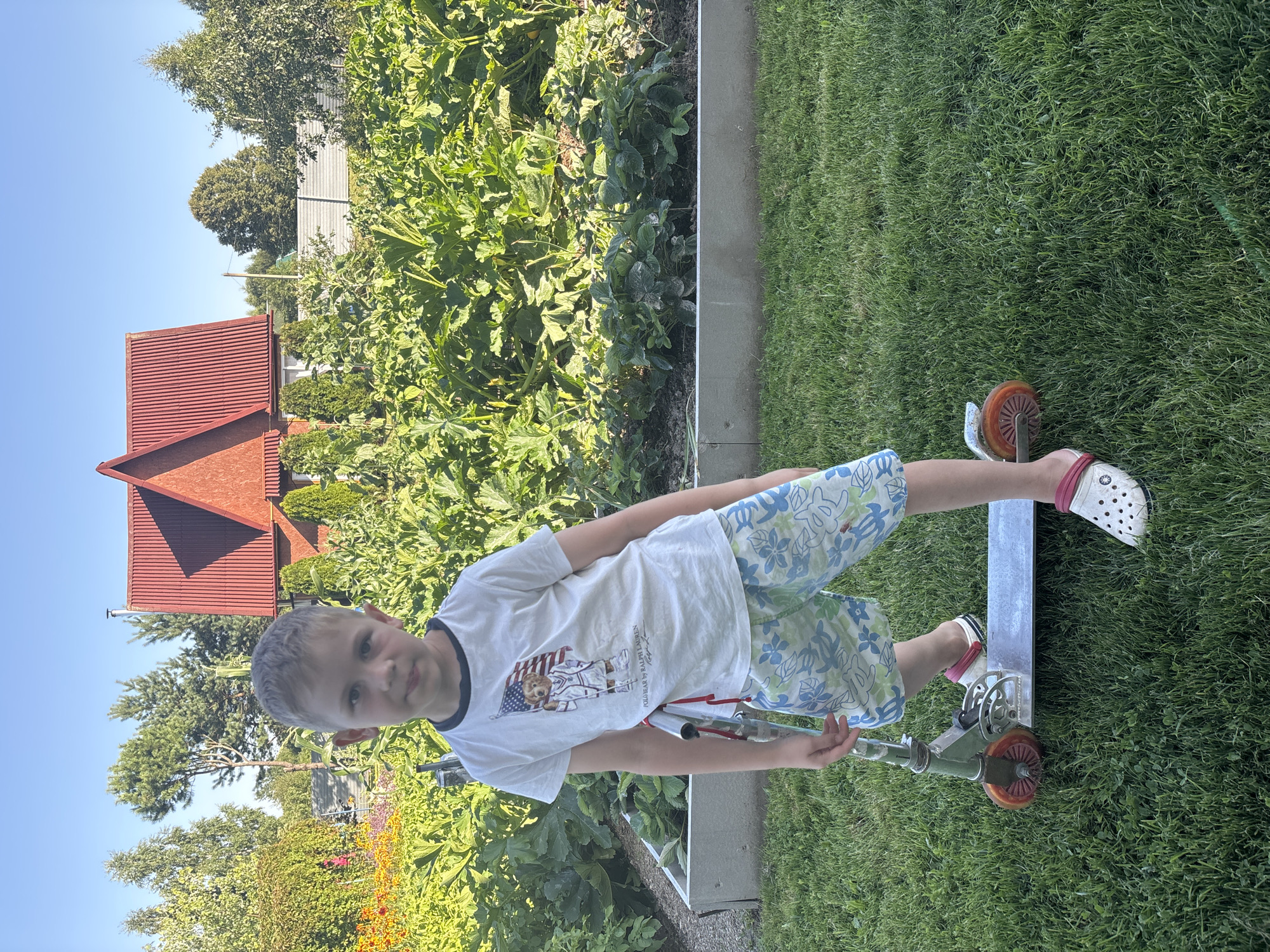 A young boy stands on a scooter in a backyard. He is wearing a white t-shirt with a graphic of a teddy bear holding an American flag and blue and white floral print shorts. He is also wearing white clogs with pink accents. The scooter is silver and has orange wheels. The boy is in front of a garden with raised beds of plants, including what appear to be zucchini and strawberries. In the background, there is a red-roofed house, trees, and a fence. The sky is clear and blue. The location is the city of Dunilovo, Russia.