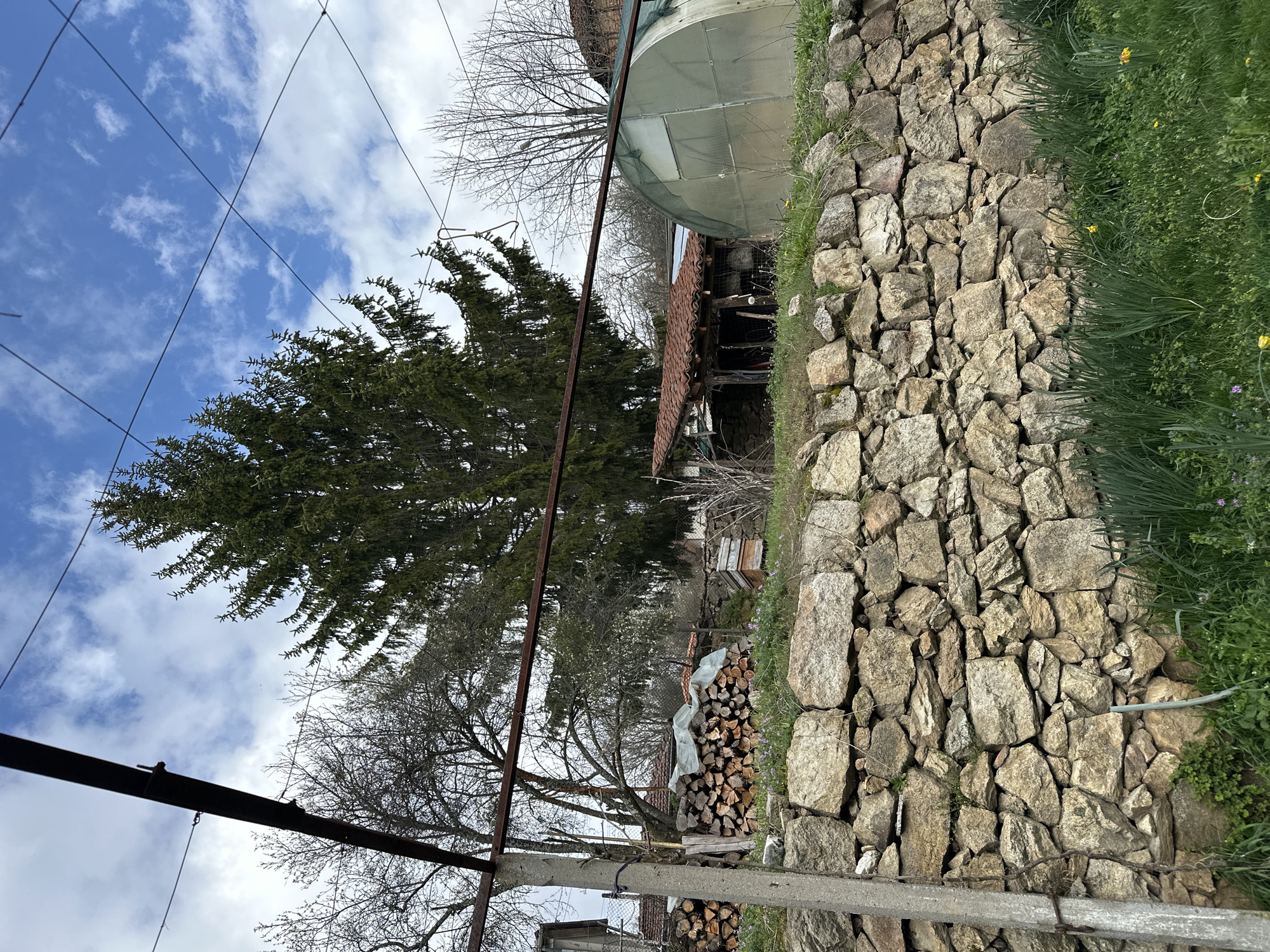 The image shows an outdoor scene in Mrachenik, Bulgaria. A stone retaining wall runs along the right side of the frame, separating a grassy area from the lower ground. Behind the wall are stacks of firewood partially covered with plastic sheeting. A large evergreen tree stands prominently in the middle-left of the image, with bare deciduous trees nearby. Overhead power lines run diagonally across the sky, which is partly cloudy with blue patches. In the background, partially obscured by the trees, is a structure with a red tile roof and a greenhouse. A concrete post and a wire fence are visible in the foreground.