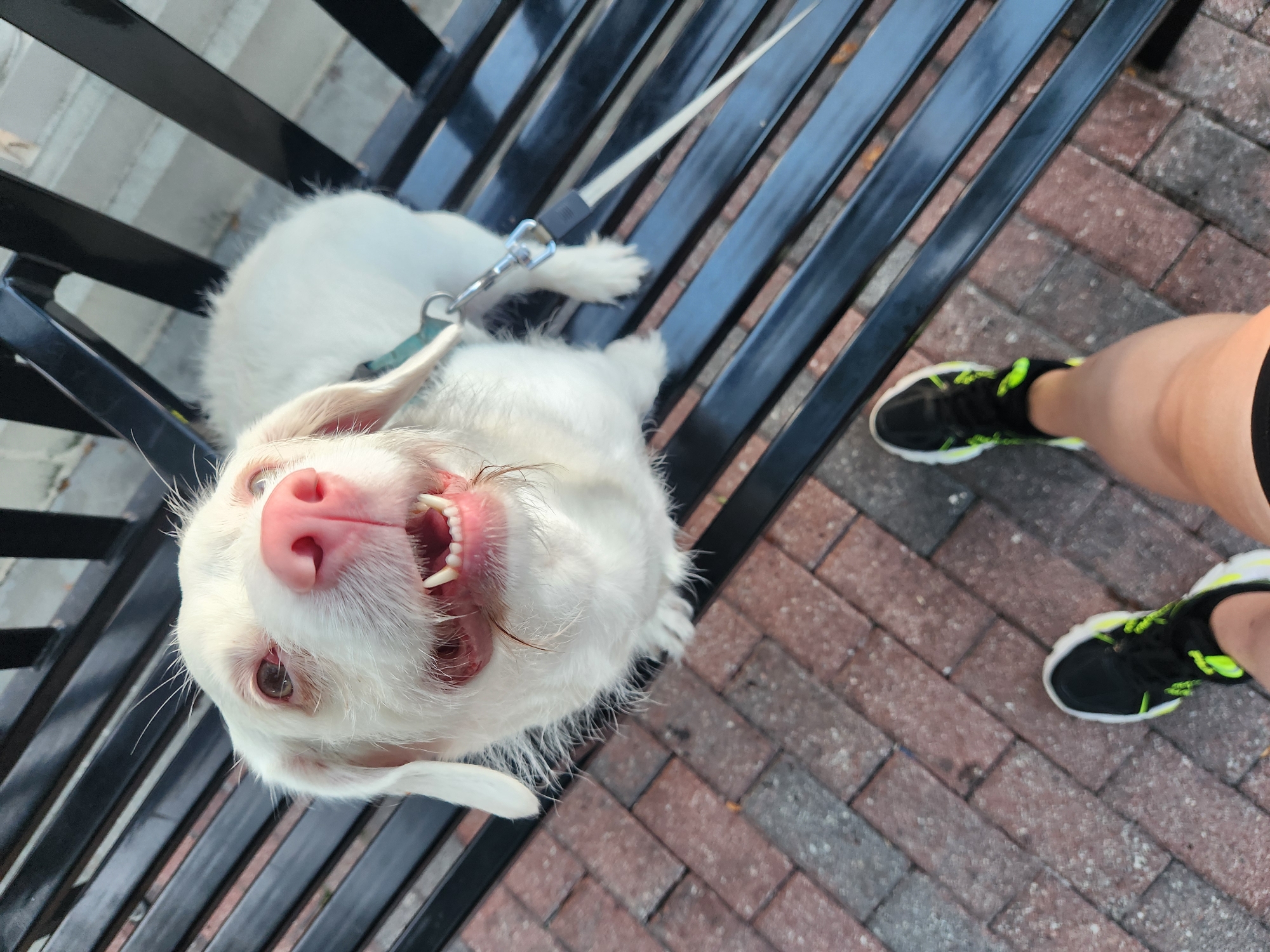 A white dog with pink gums and nose sits on a black metal park bench in Altamonte Springs, United States of America. The dog's mouth is open, showing its teeth, and its ears are floppy. A person wearing black and neon green athletic shoes is standing in front of the bench, their legs visible in the lower portion of the frame. The bench is positioned on a brick walkway.